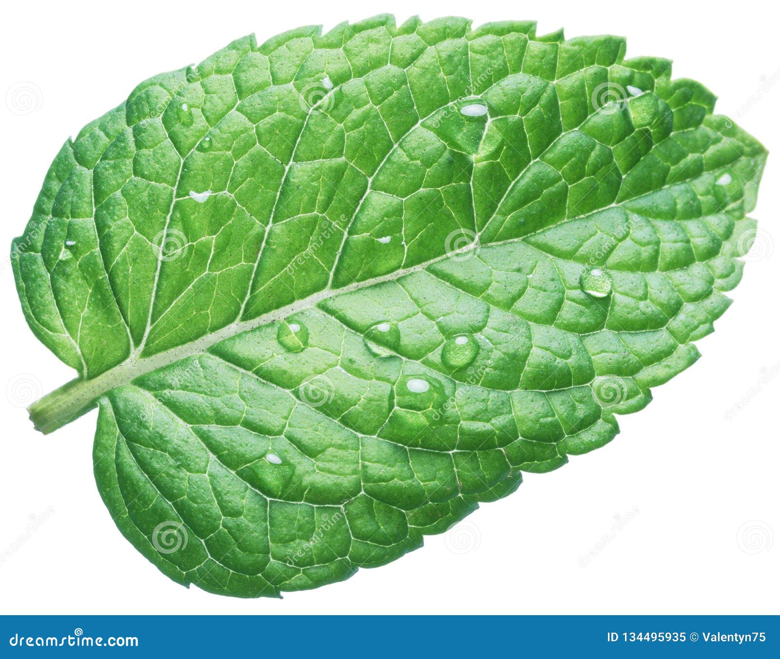 Spearmint Leaf or Mint Leaf with Water Drops on White Background Stock