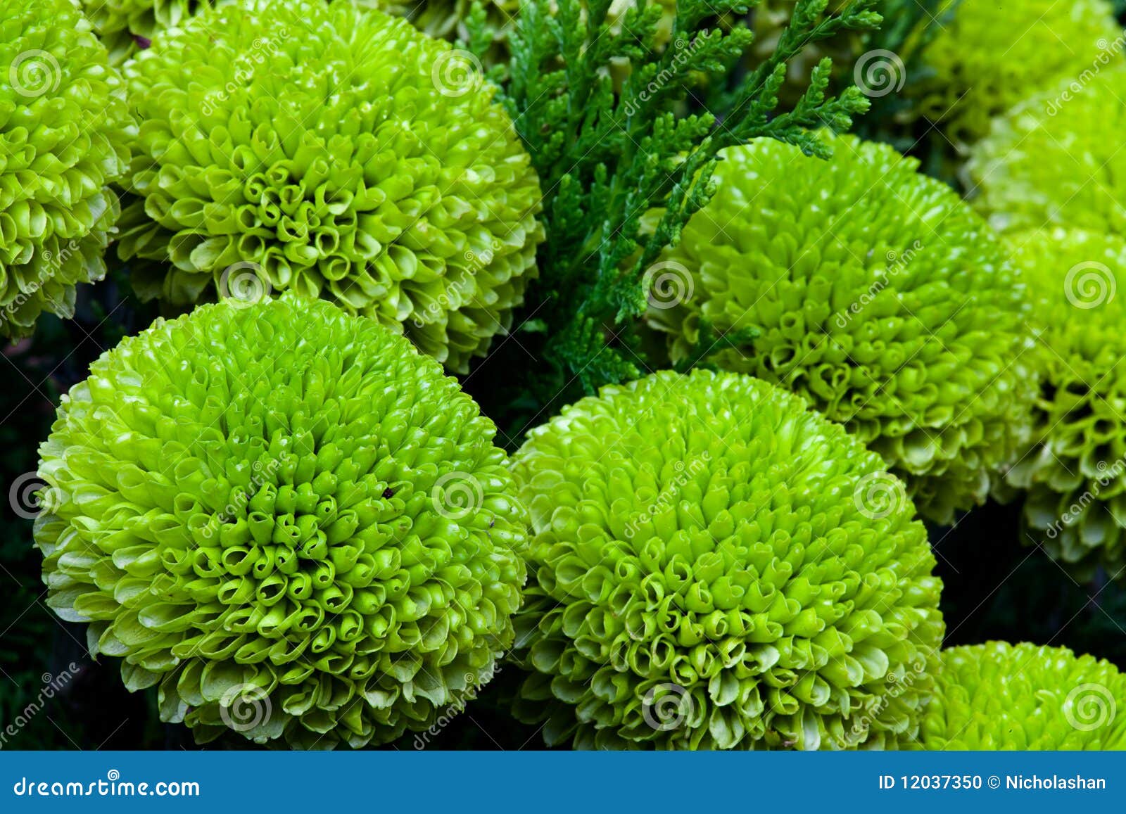 Special Green Chrysanthemum in Gardan Stock Photo Image of garden, petal 12037350