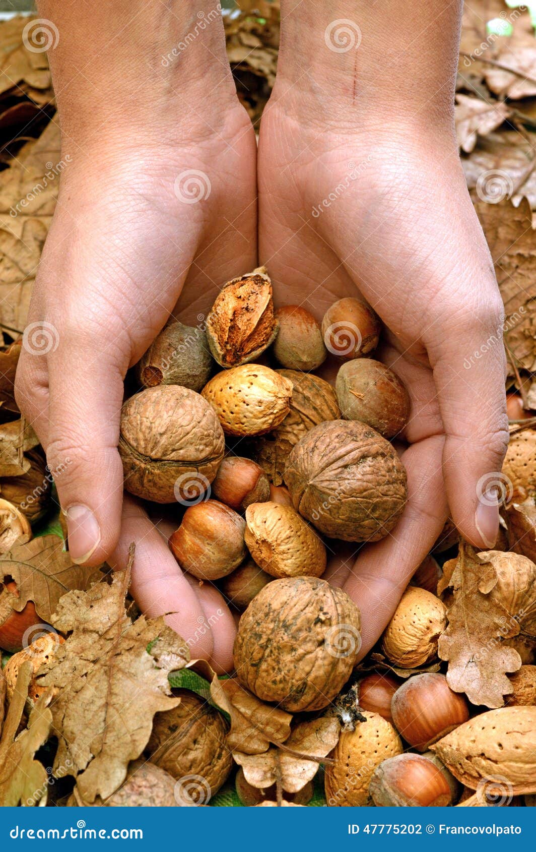 A Special Offer of Walnuts, Almonds and Hazelnuts Stock Photo Image