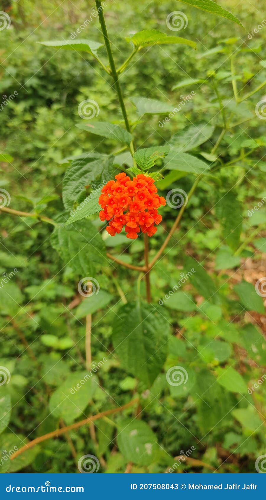 dallas red lantana flower