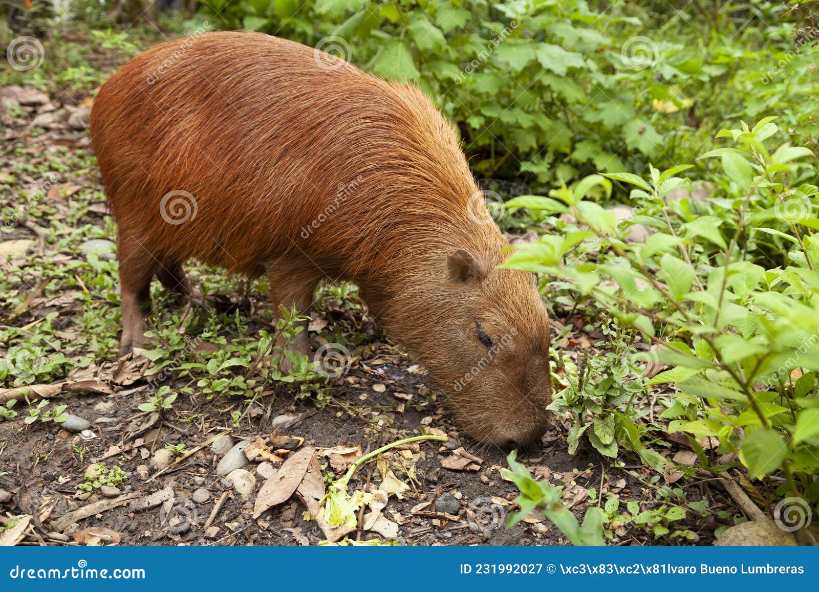 Hydrochoerus Hydrochaeris or Capybara, Amazon Rainforest, Peru Stock
