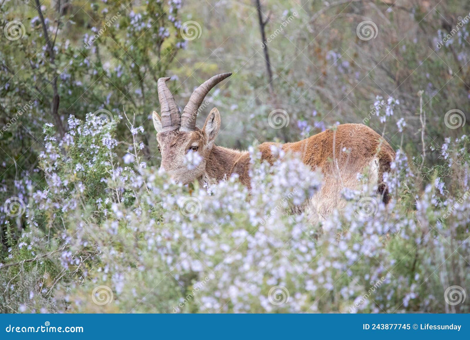 specimen of ibex walking and eating through the mountain vegetation, this type of ibex is common in the european continent and