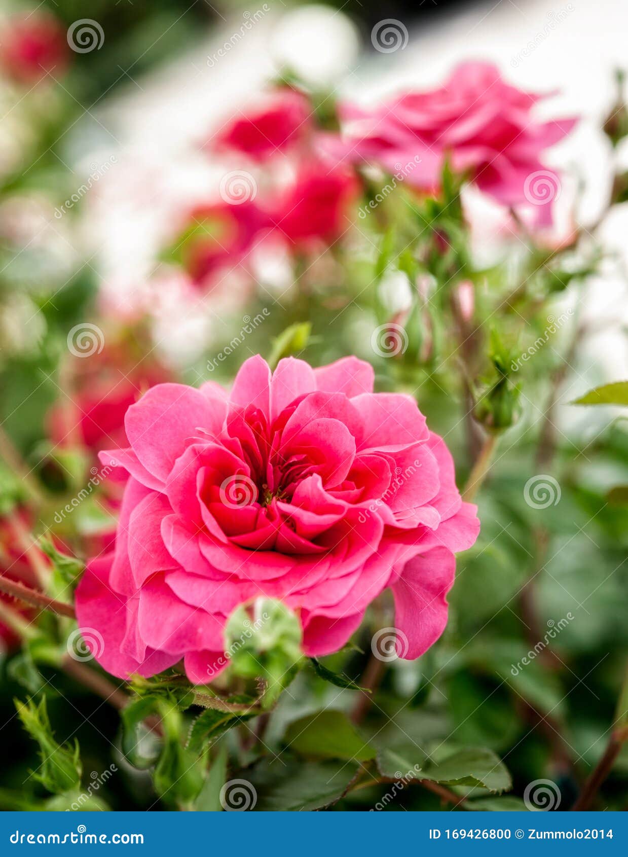 a specimen of `les quatre seasons` rose.
