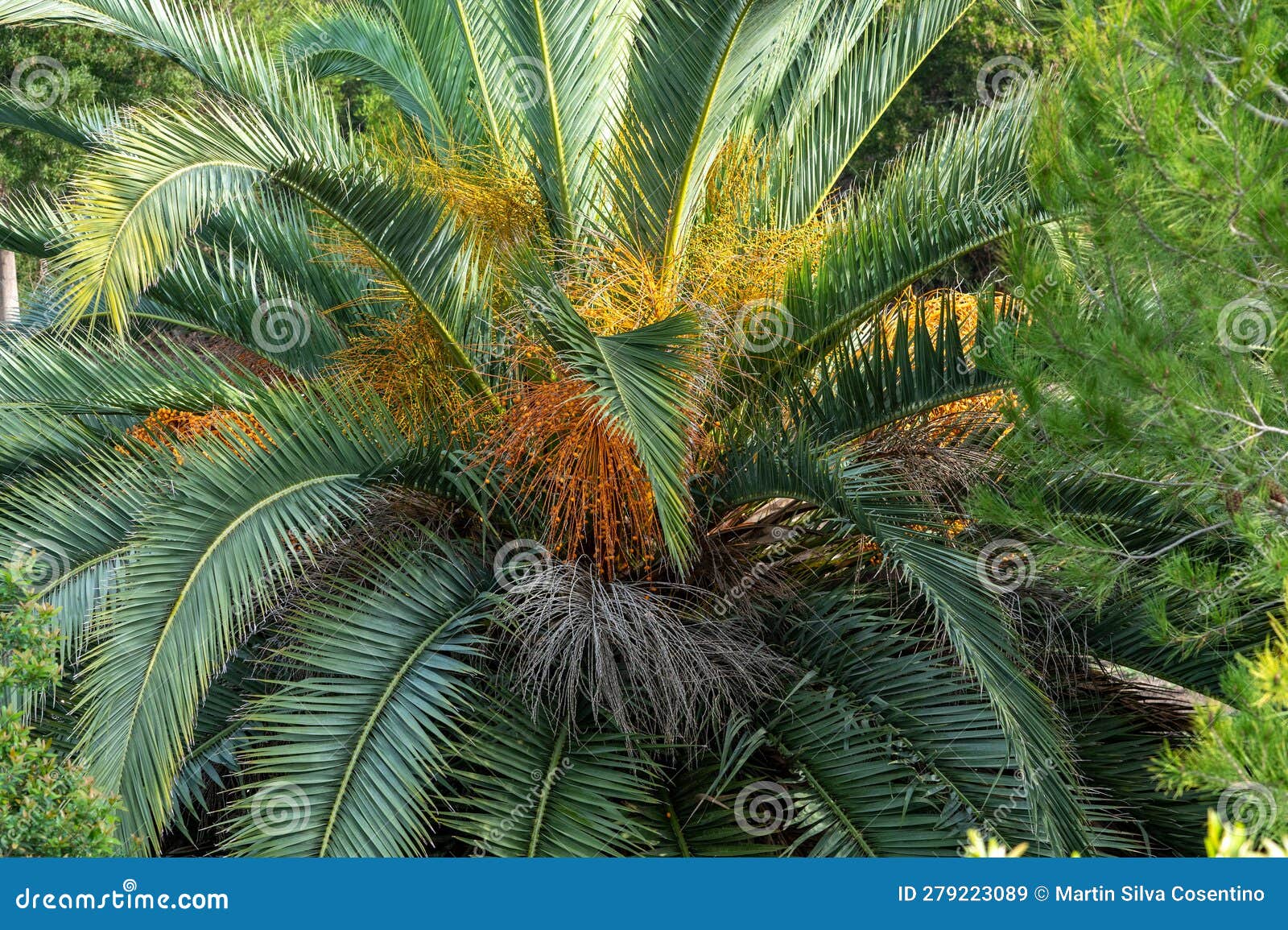 specimen of palmera capitata in parque lecoq in montevideo capital of uruguay