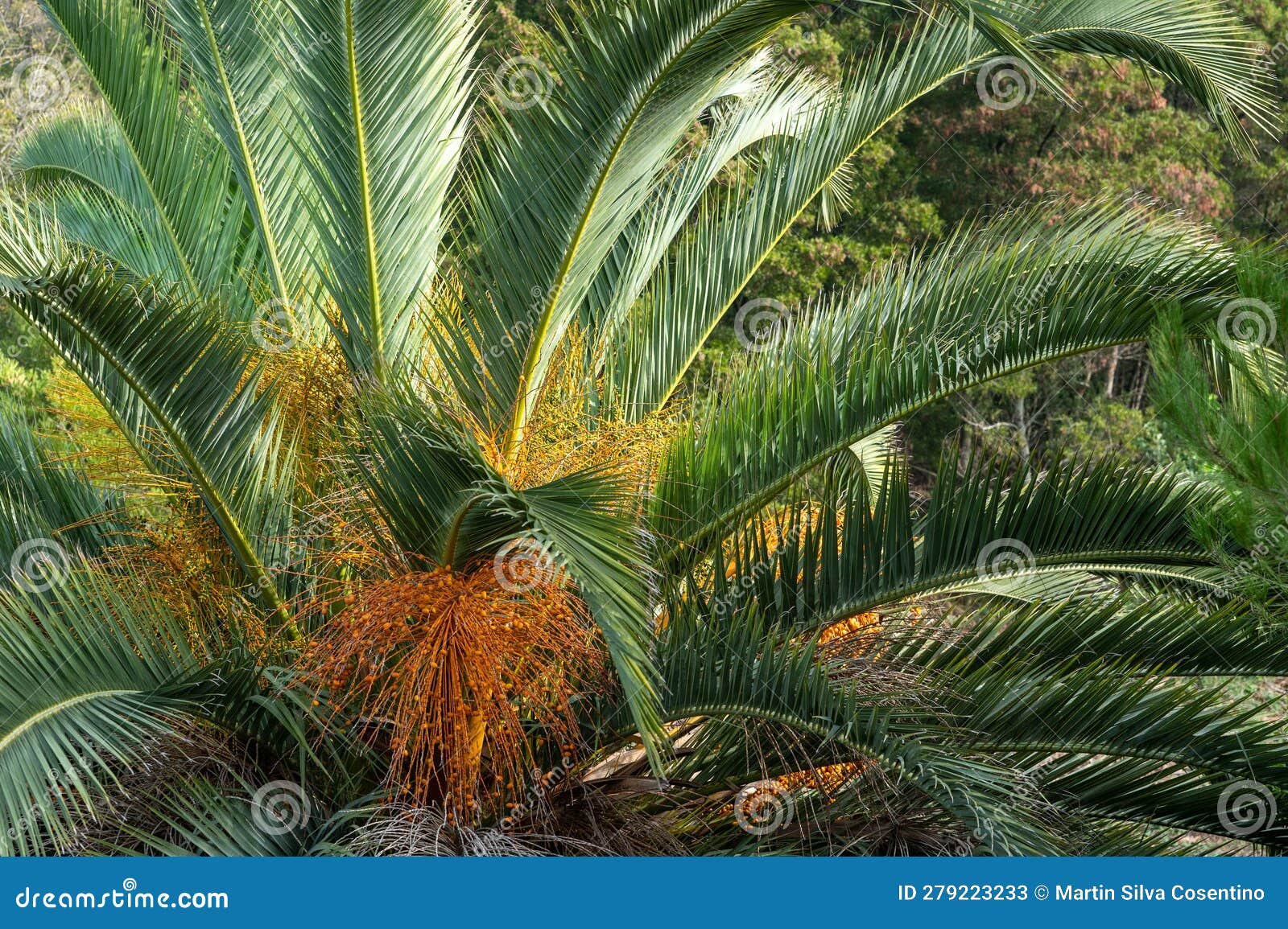 specimen of palmera capitata in parque lecoq in montevideo capital of uruguay.