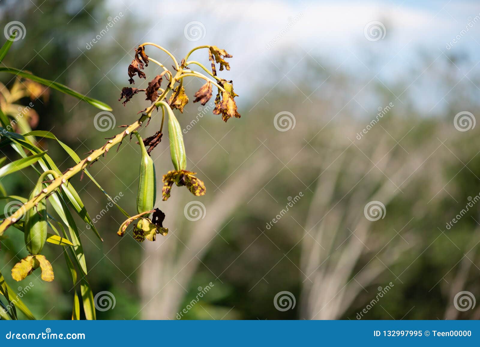 Speciosum Del Grammatophyllum, También Llamado Orquídea Gigante, Orchi Del  Tigre Imagen de archivo - Imagen de leopardo, detalle: 132997995