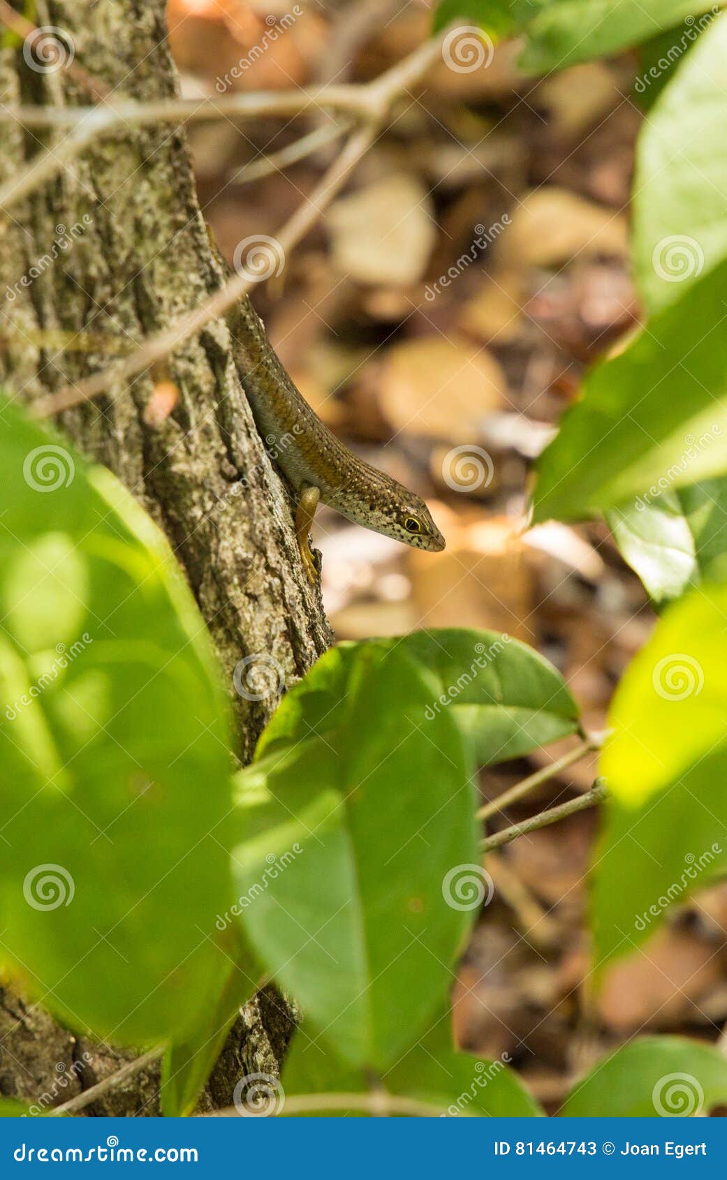 speckle-lipped skink on tree log, kenya, east africa