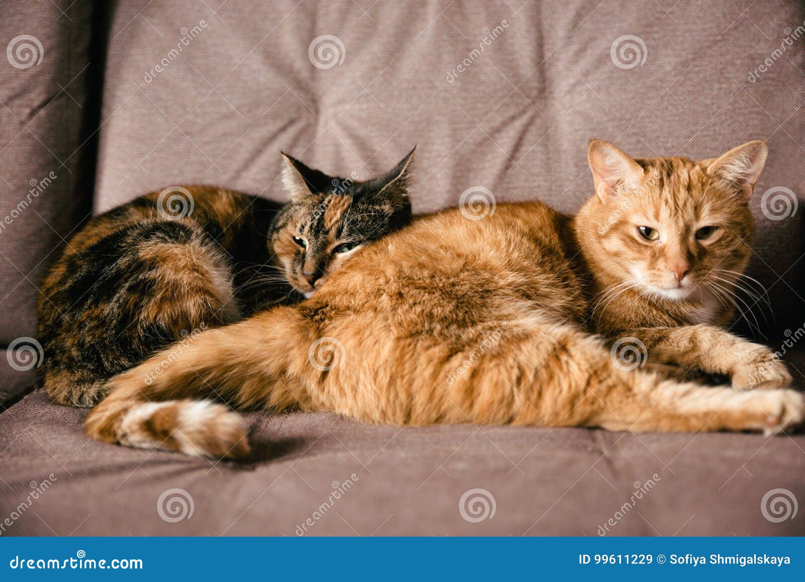 A Pair of Lovers Cats Lying on the Sofa Stock Image - Image of home ...
