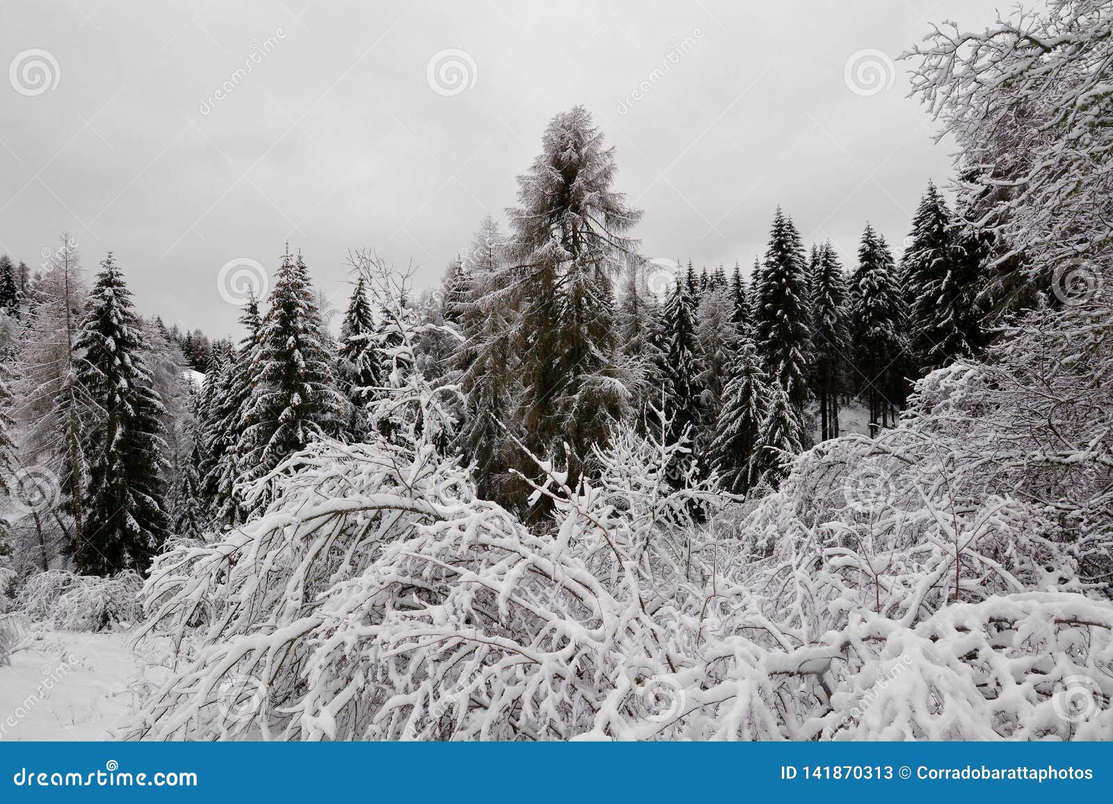 The Spectacle of the Snow-covered Forest Stock Image - Image of 