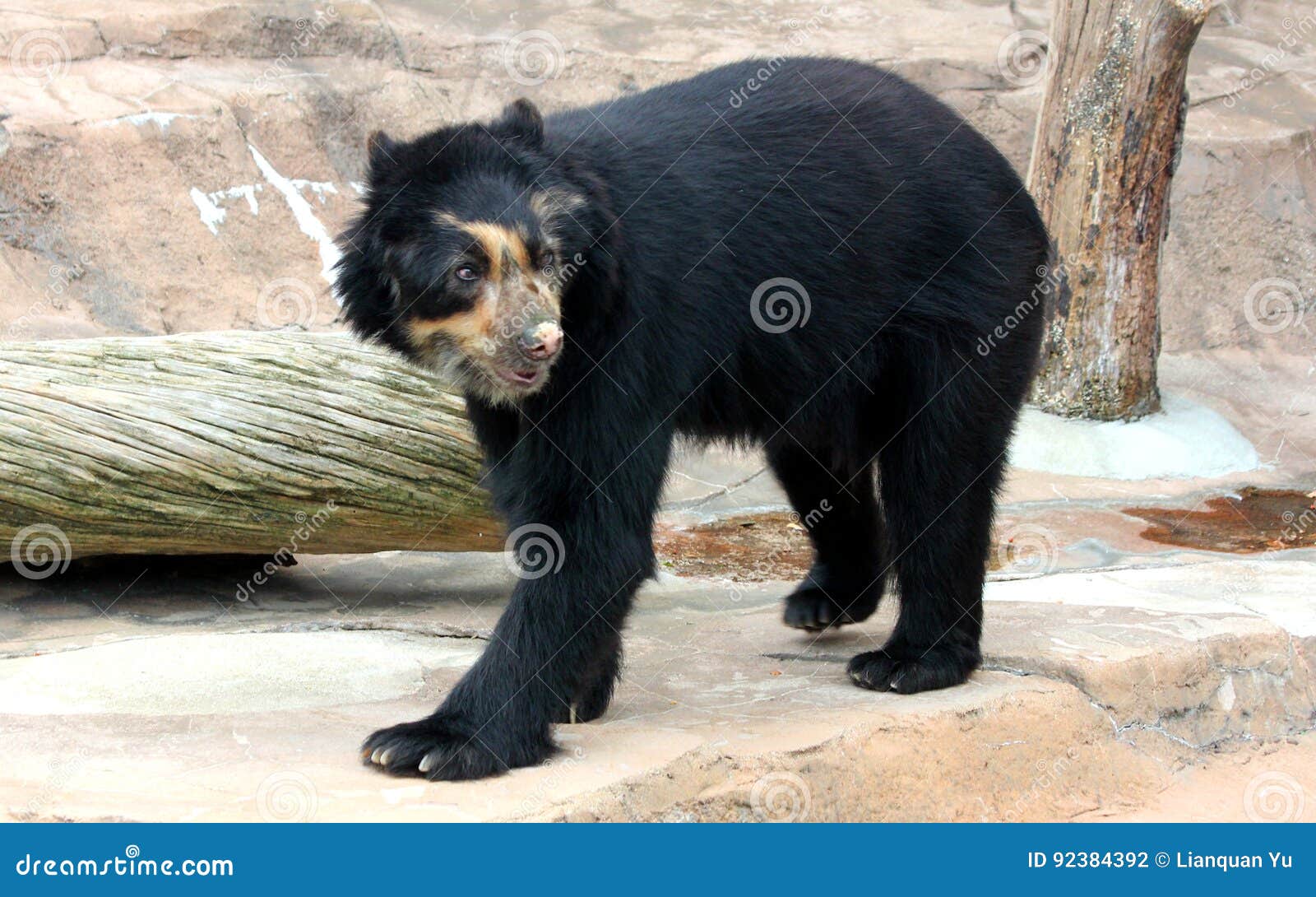 spectacled bear or andean bear is endemic bear to south america