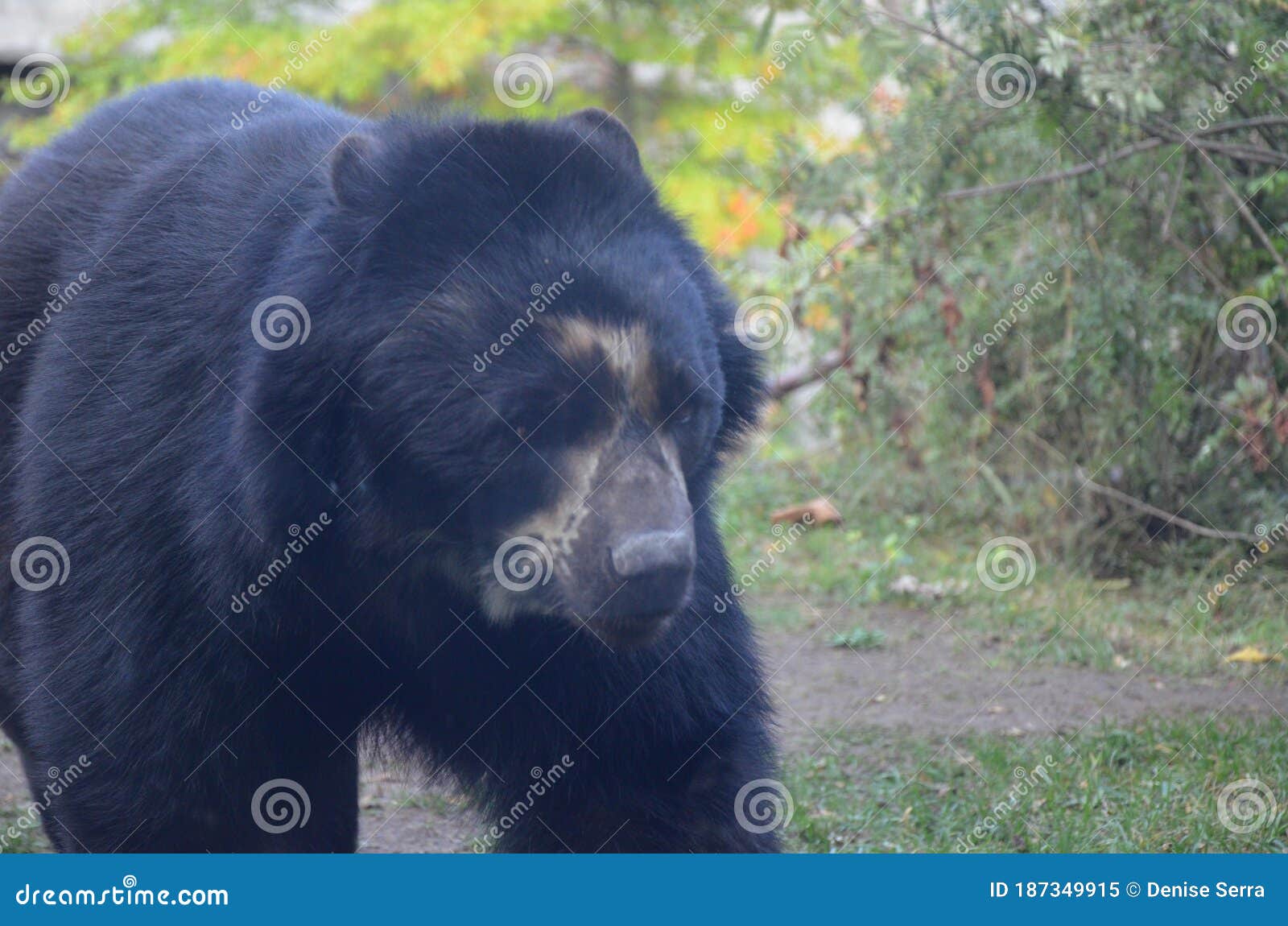 spectacled bear tremarctos ornatus