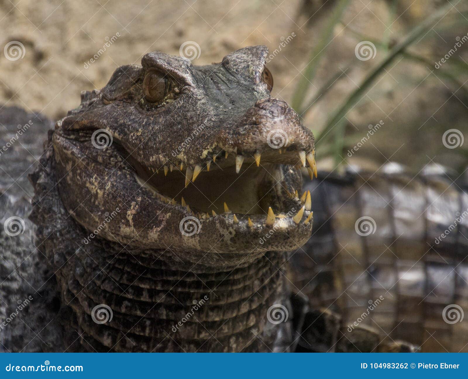 spectacled caiman