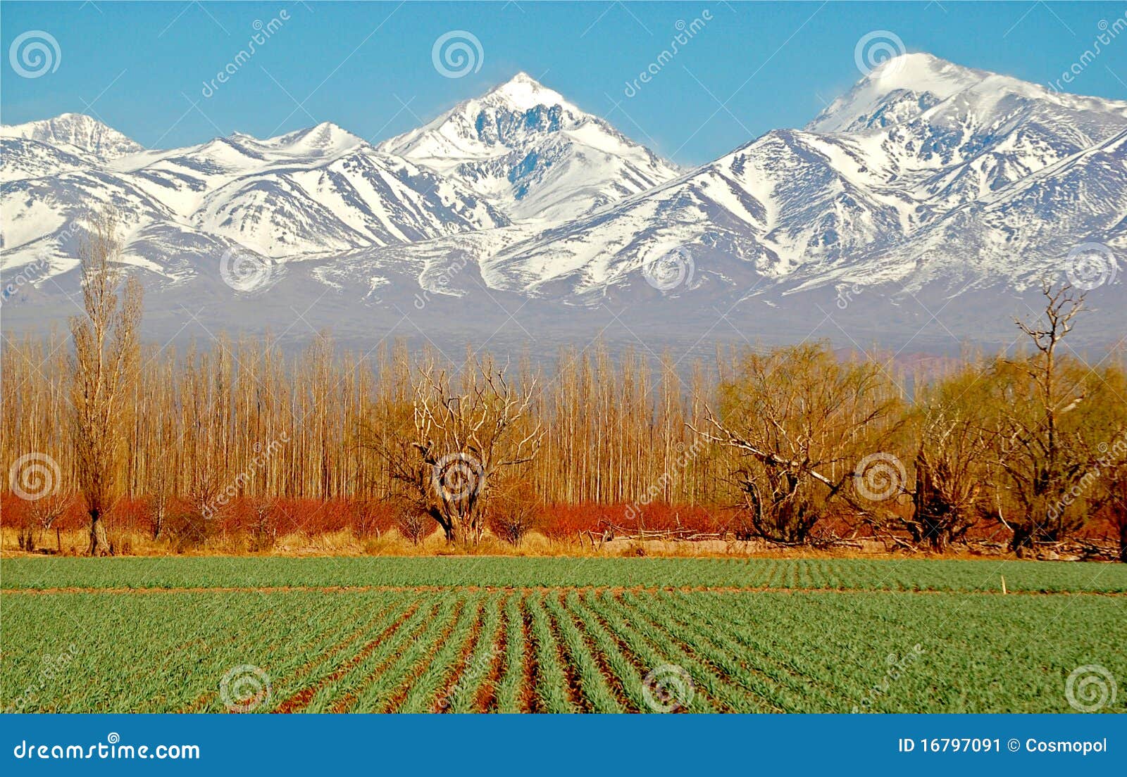 spectacular green fields white mountains