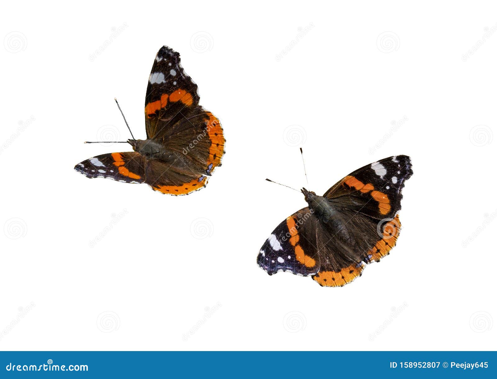Spectacular Large Red Admiral Butterfly Stock Image - Image of ...
