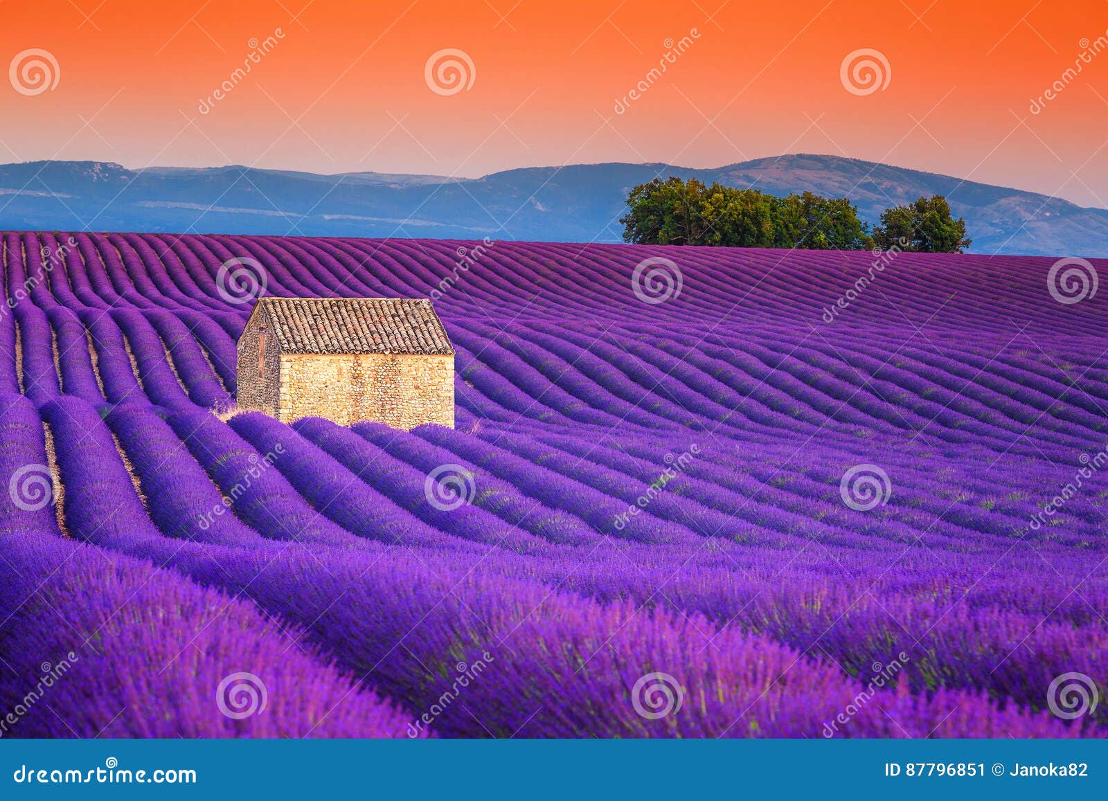 spectacular lavender fields in provence, valensole, france, europe