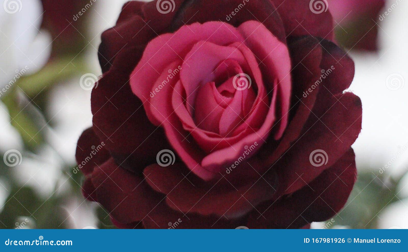 spectacular photo of a pink flower and red of great beauty