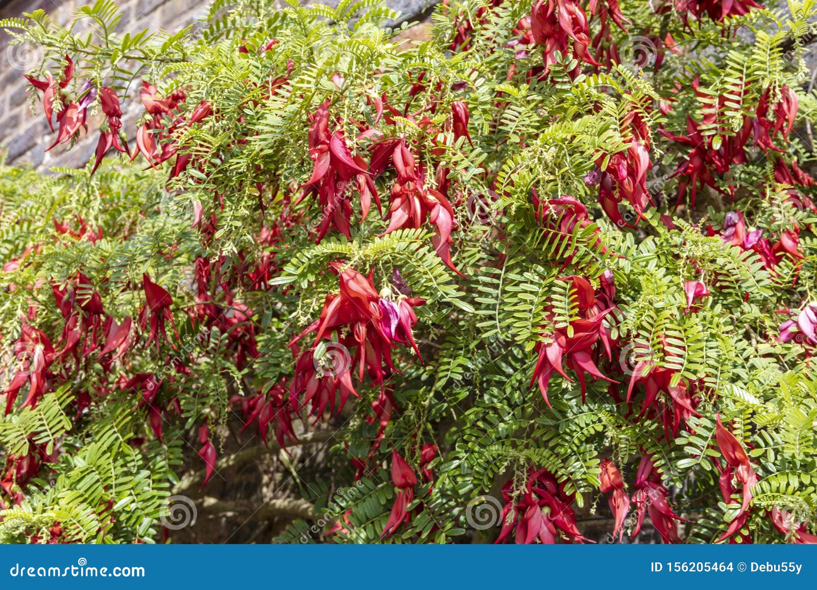 Red Claw-like Flowers
