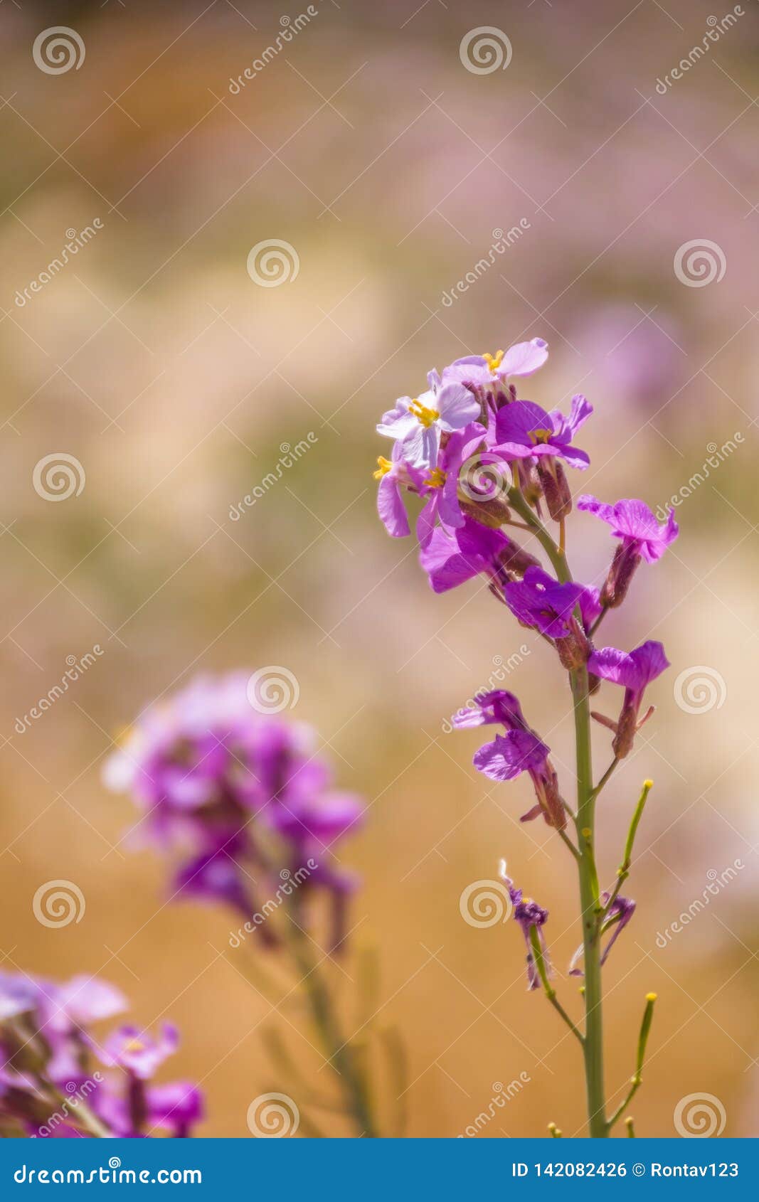 spectacular wild flower bloom of diplotaxis acris in the cruciferae family, in the negev desert , southern israel. spring time