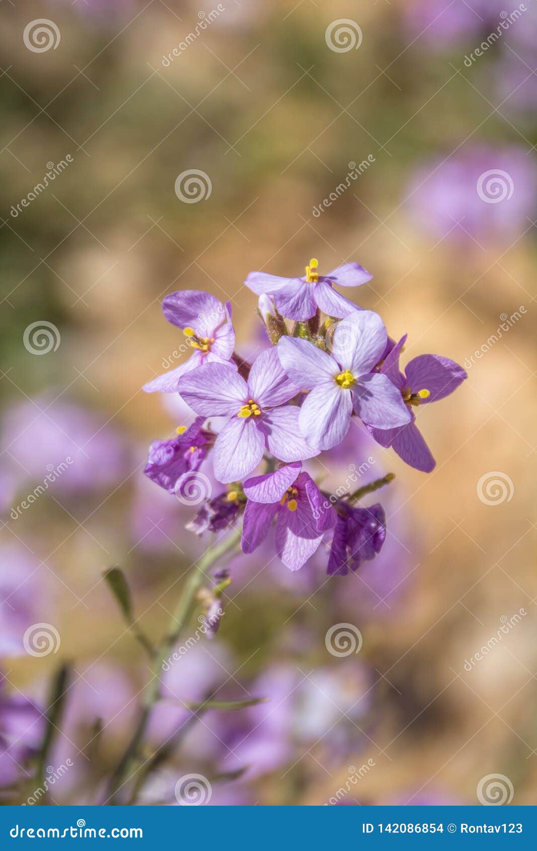 cspectacular wild flower bloom of diplotaxis acris in the cruciferae family, in the negev desert
