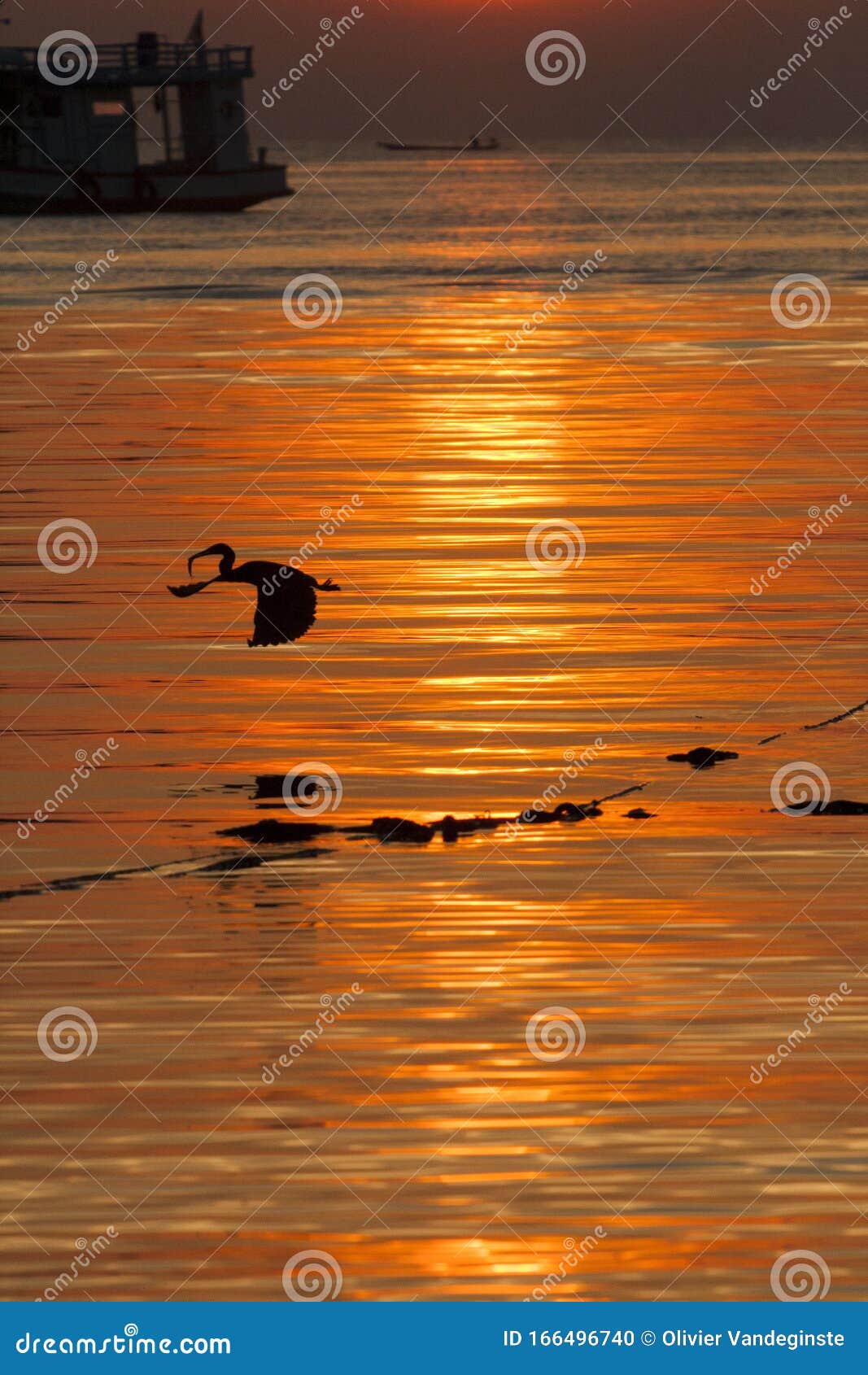 A Bird Fishing Over the Sunset Reflecting Sea. Stock Photo - Image