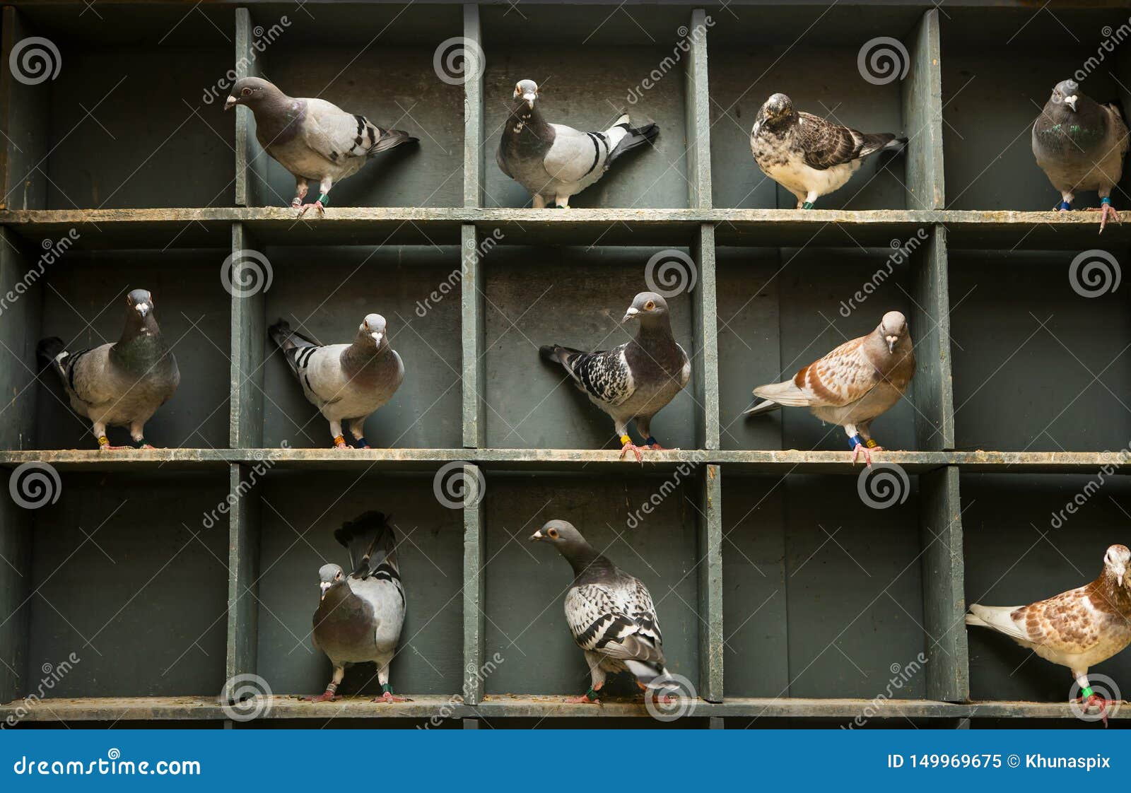 Speed Racing Pigeon Perching in Home Loft Stock Image Image of life