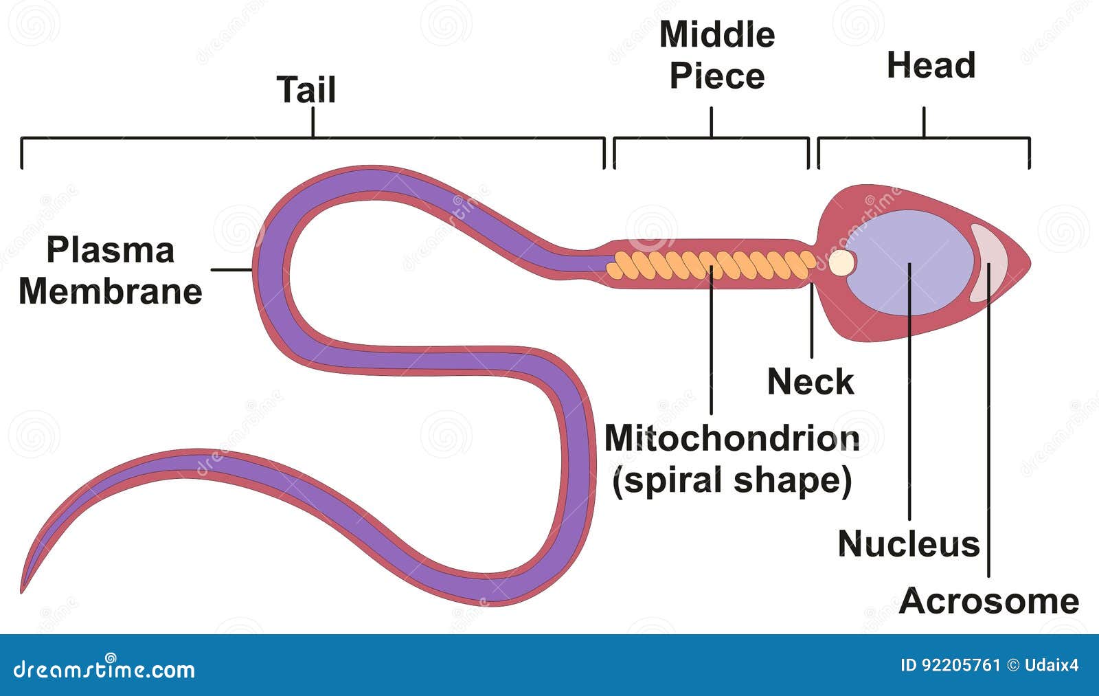 Diagram Of Male Sperm 49