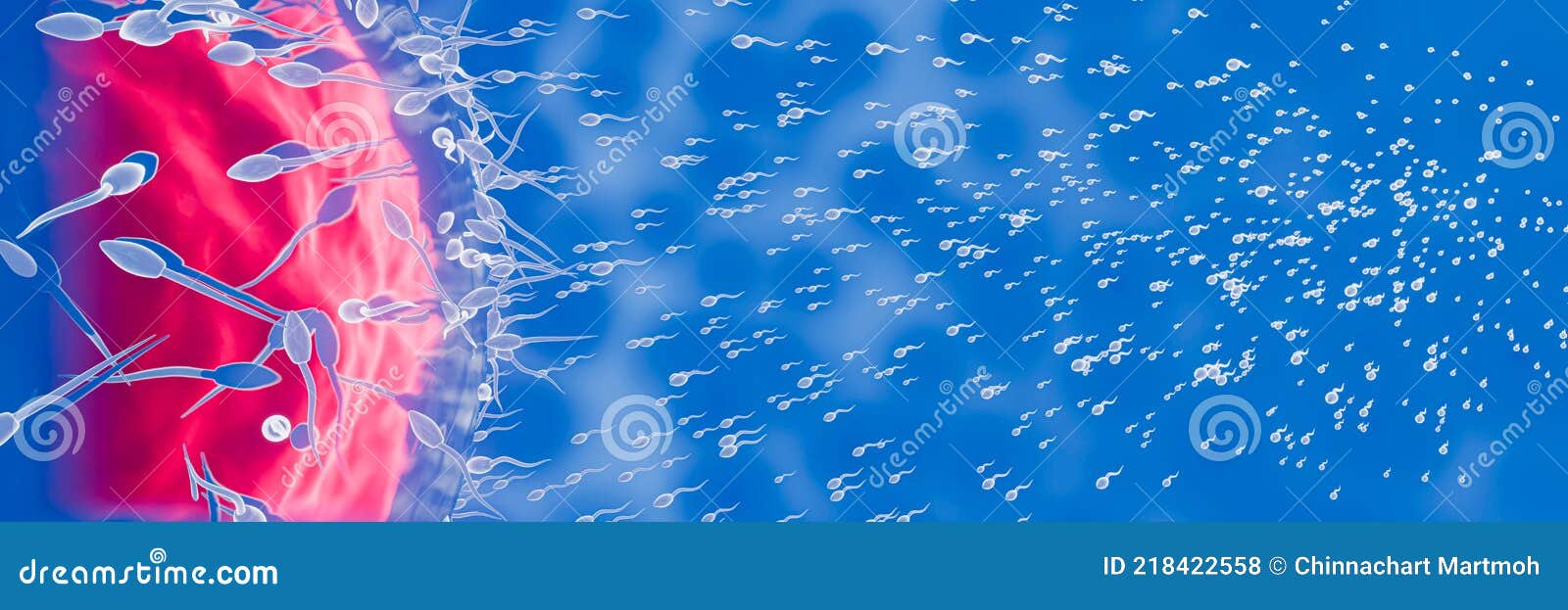 the sperm is directed towards the egg. to do human mating. a pre-fertilization model between an egg and a sperm. 3d rendering