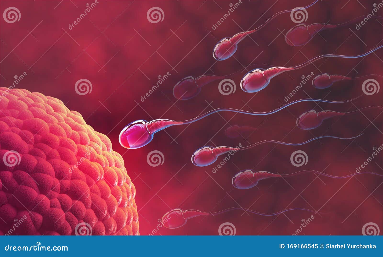 Sperm And Egg Cell Under The Microscope Embryology Natural