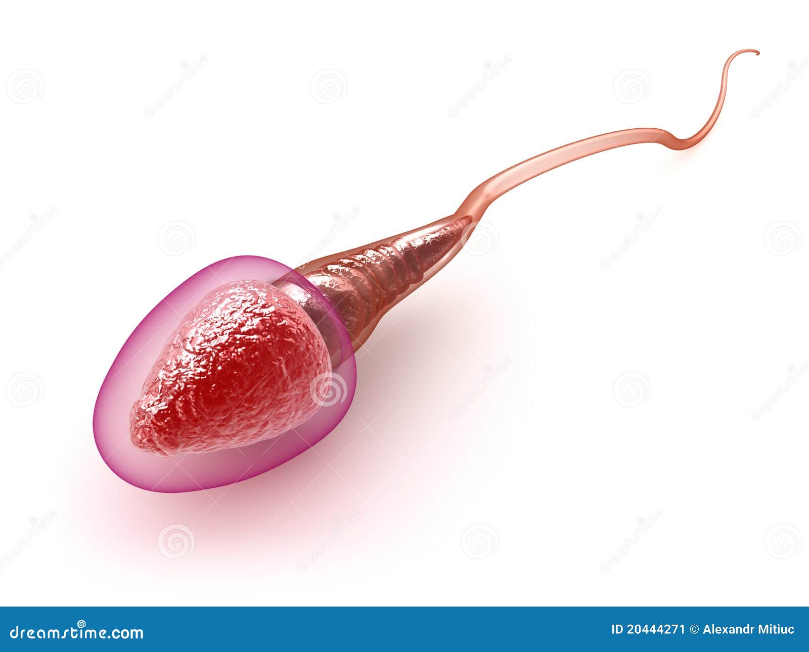 Sperm Model