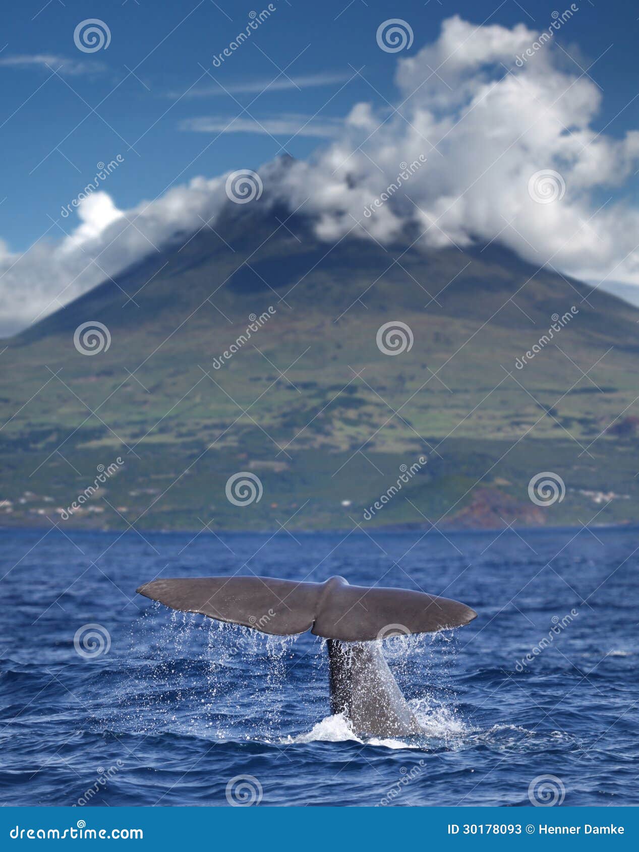 sperm whale in front of volcano