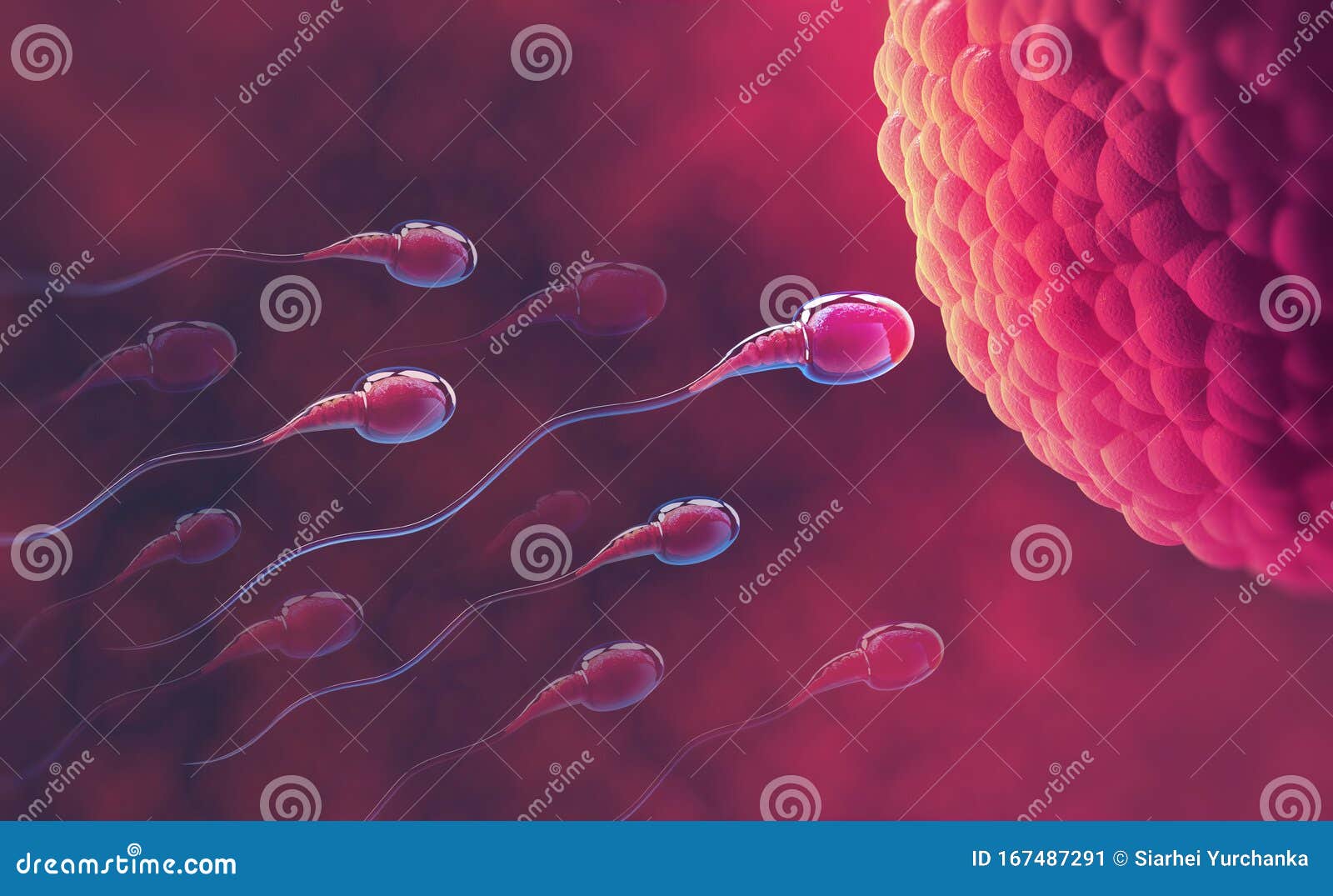 Spermien mikroskop Sperma im