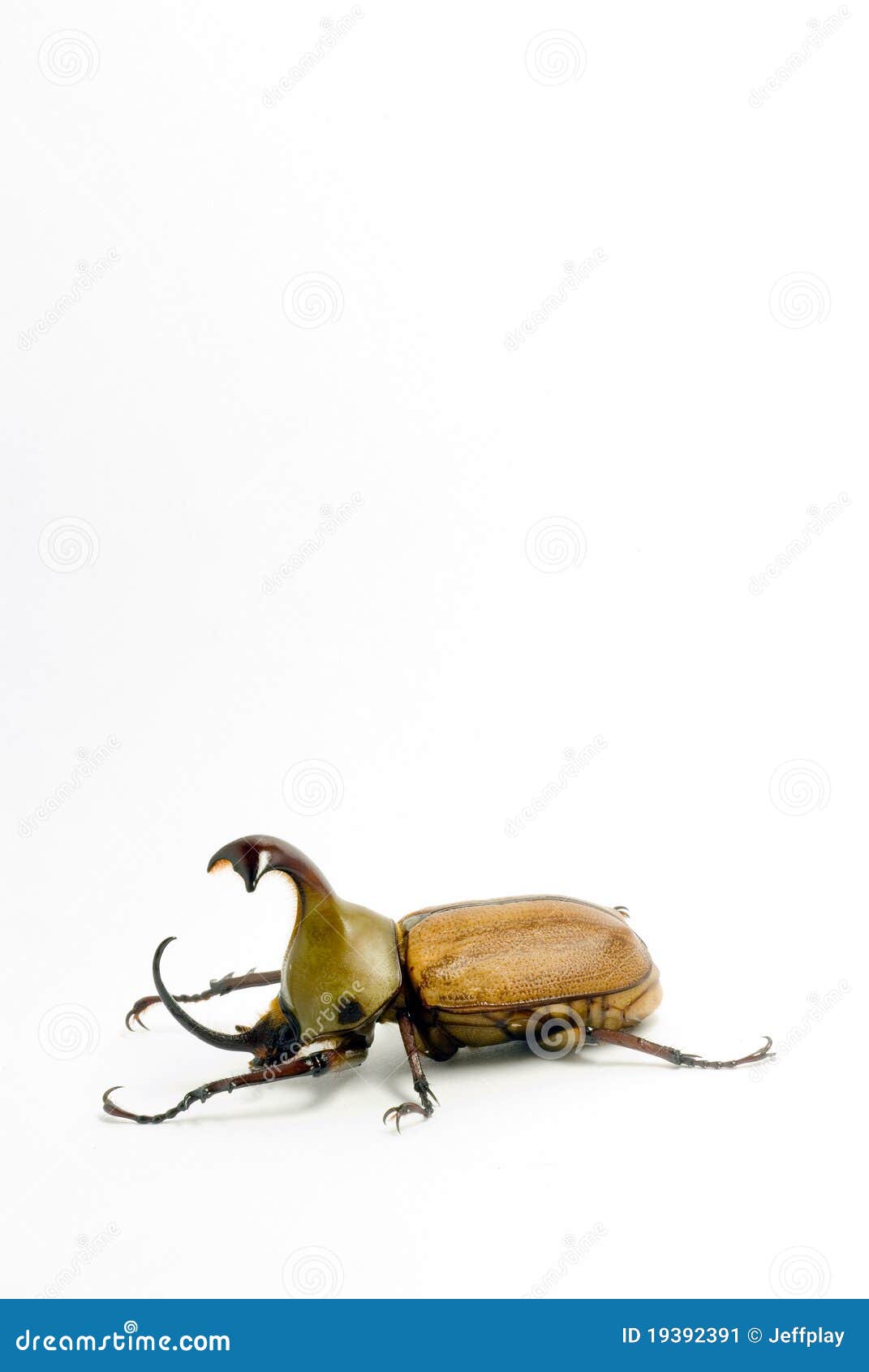 Spezieller Käfer. Der spezielle Käfer im weißen backgroung