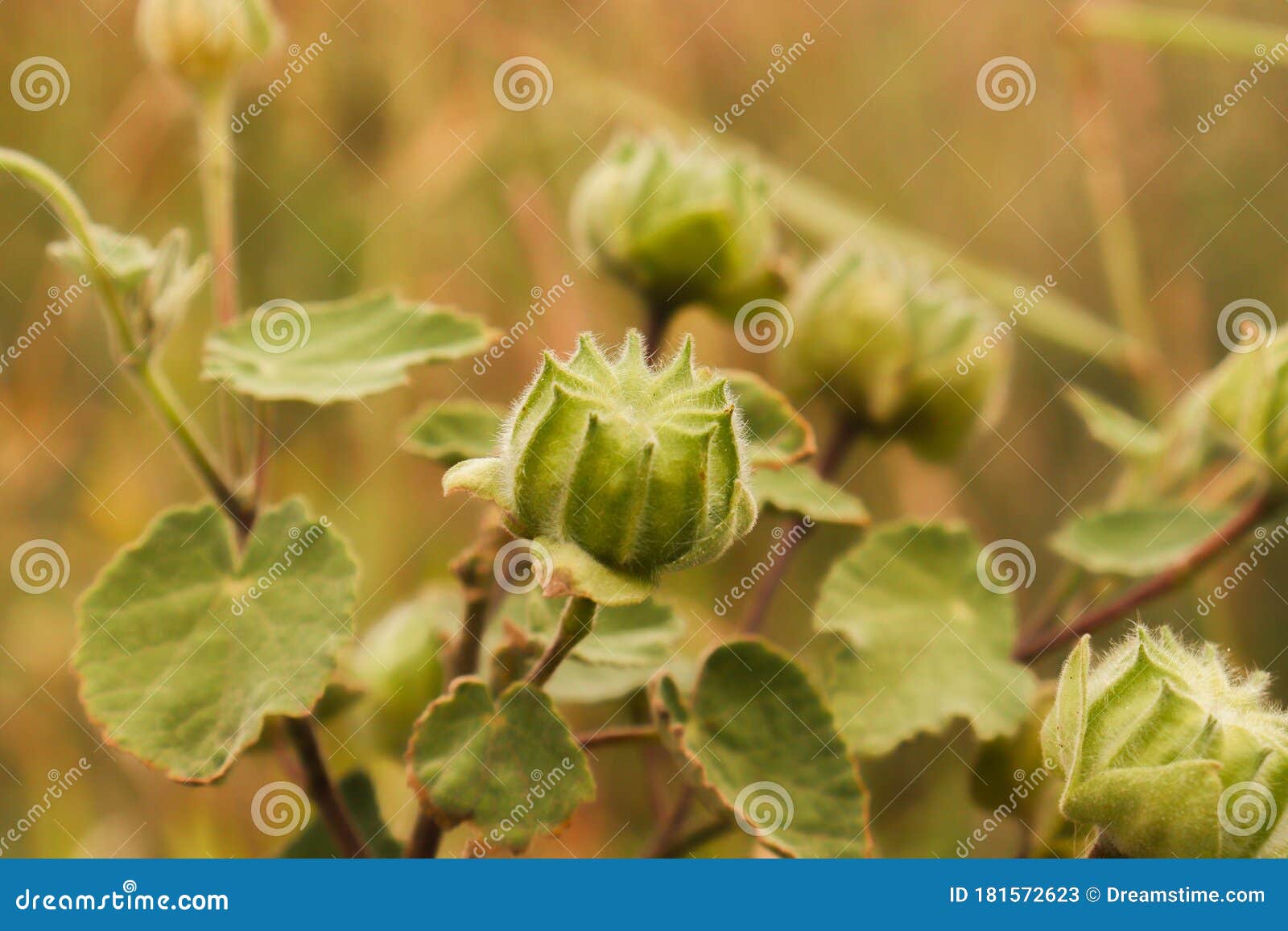Sphaeralcea Bonaerensis Dry Fruit Globemallow Mallow Capsule