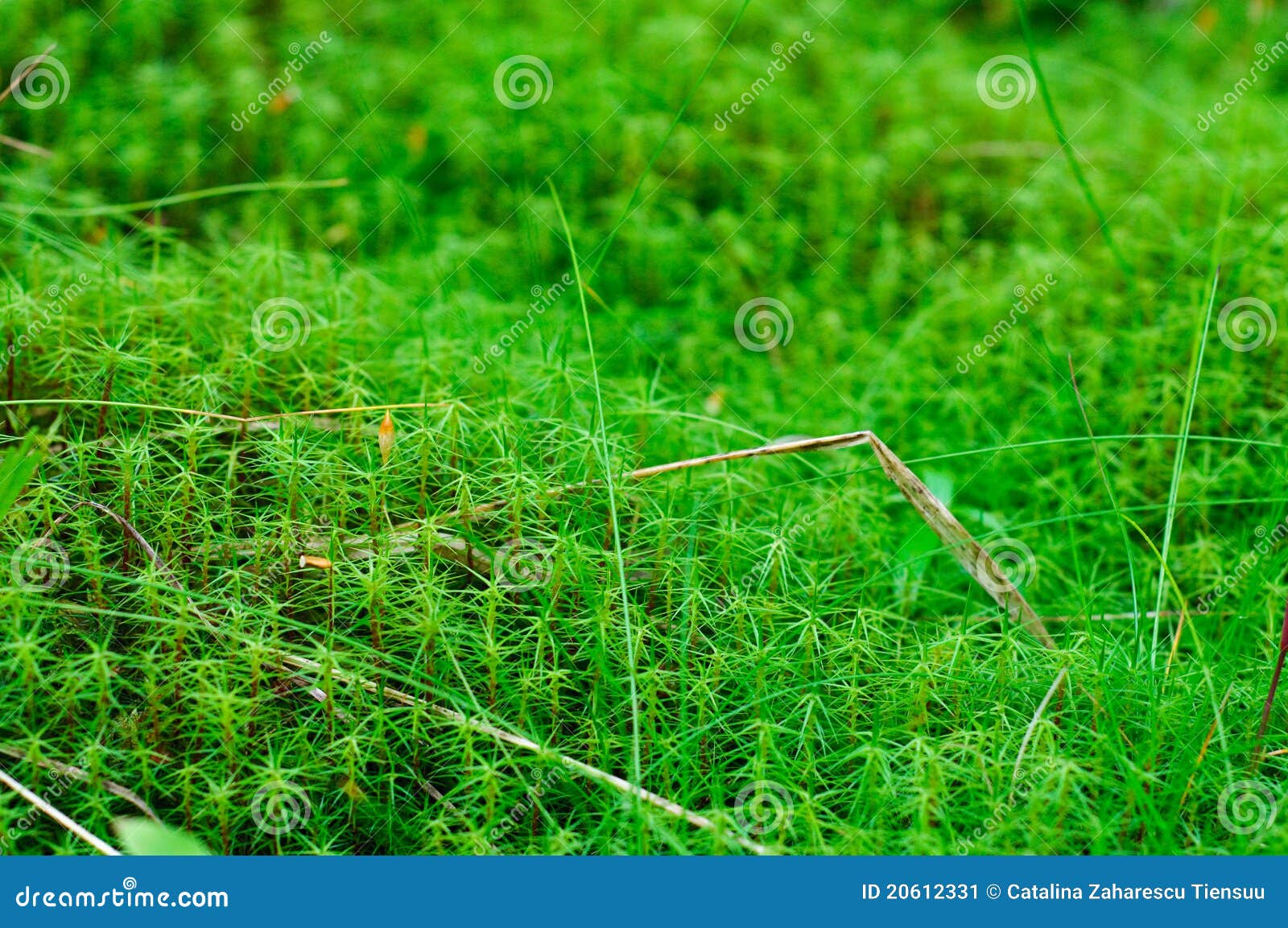 Sphagnum Teppich im Wald