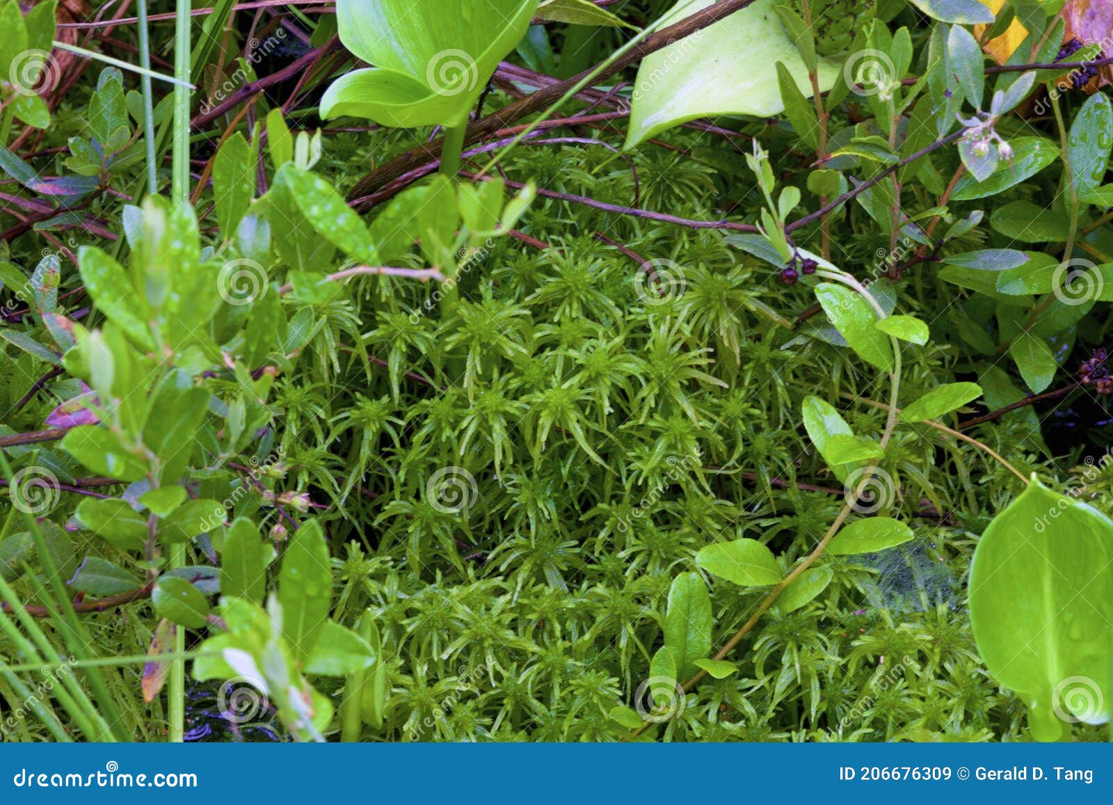 Sphagnum Moss  Outdoor Alabama