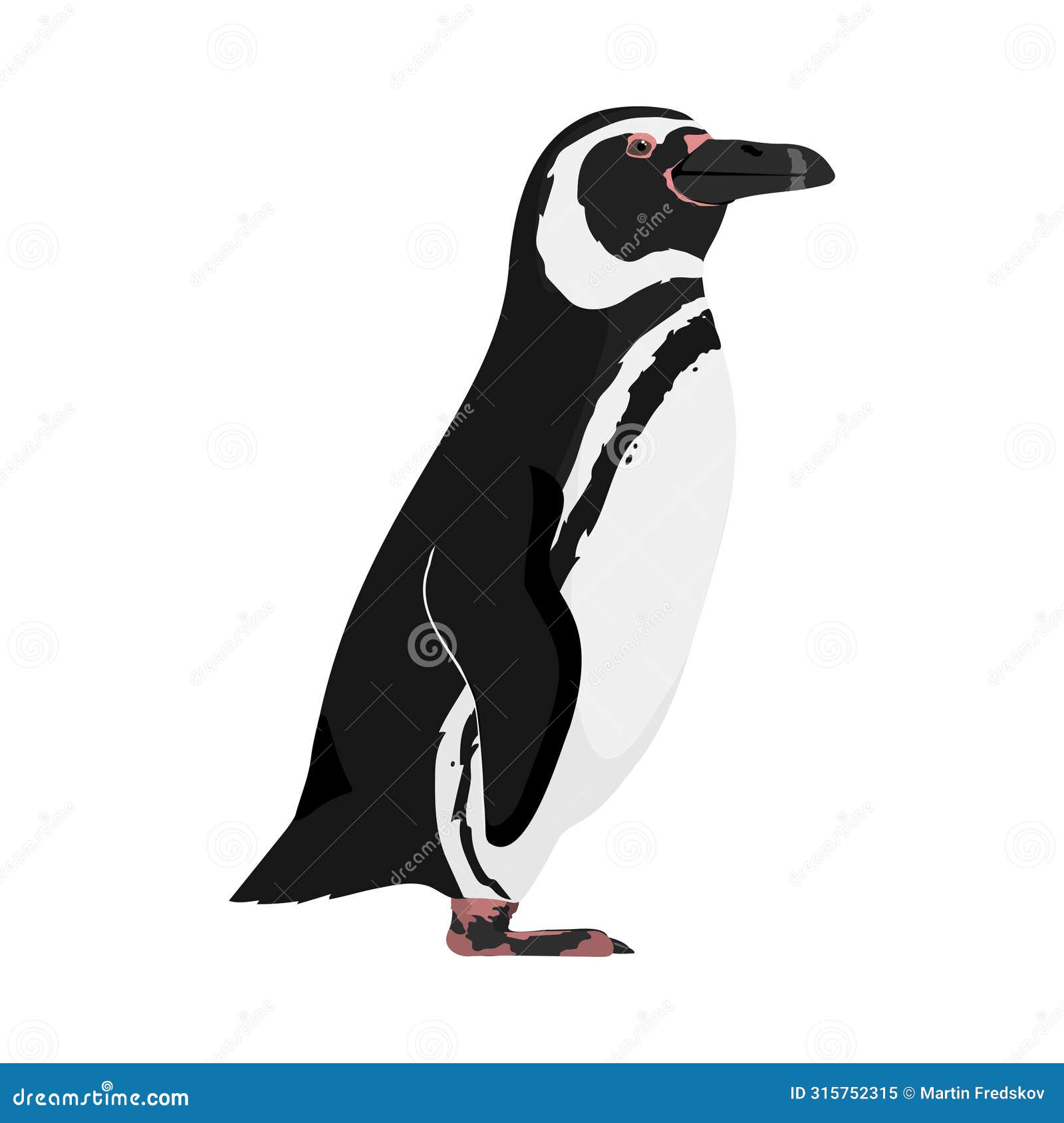 spheniscus magellanicus - magellanic penguin - lateral view