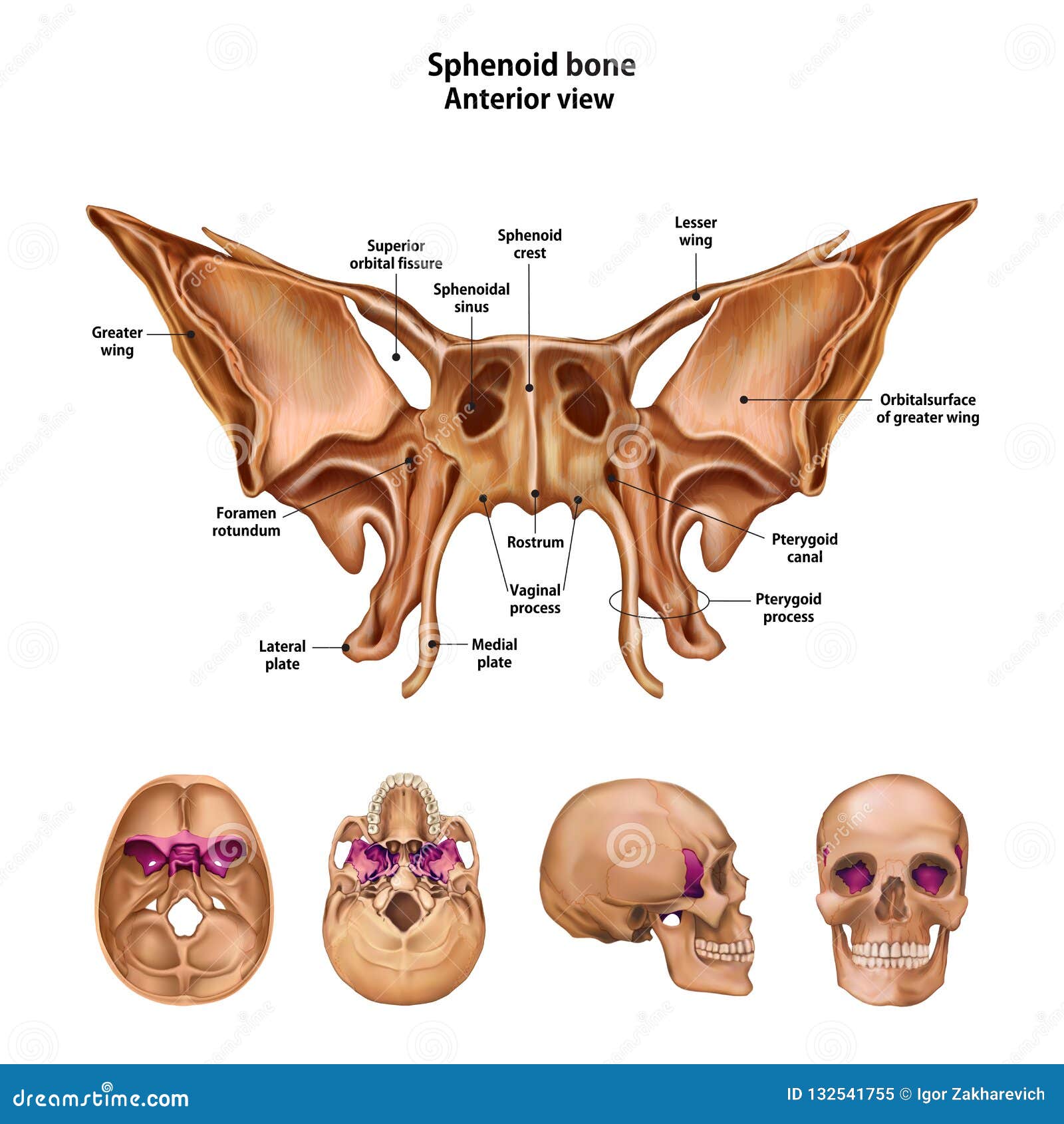 sphenoid bone. with the name and description of all sites