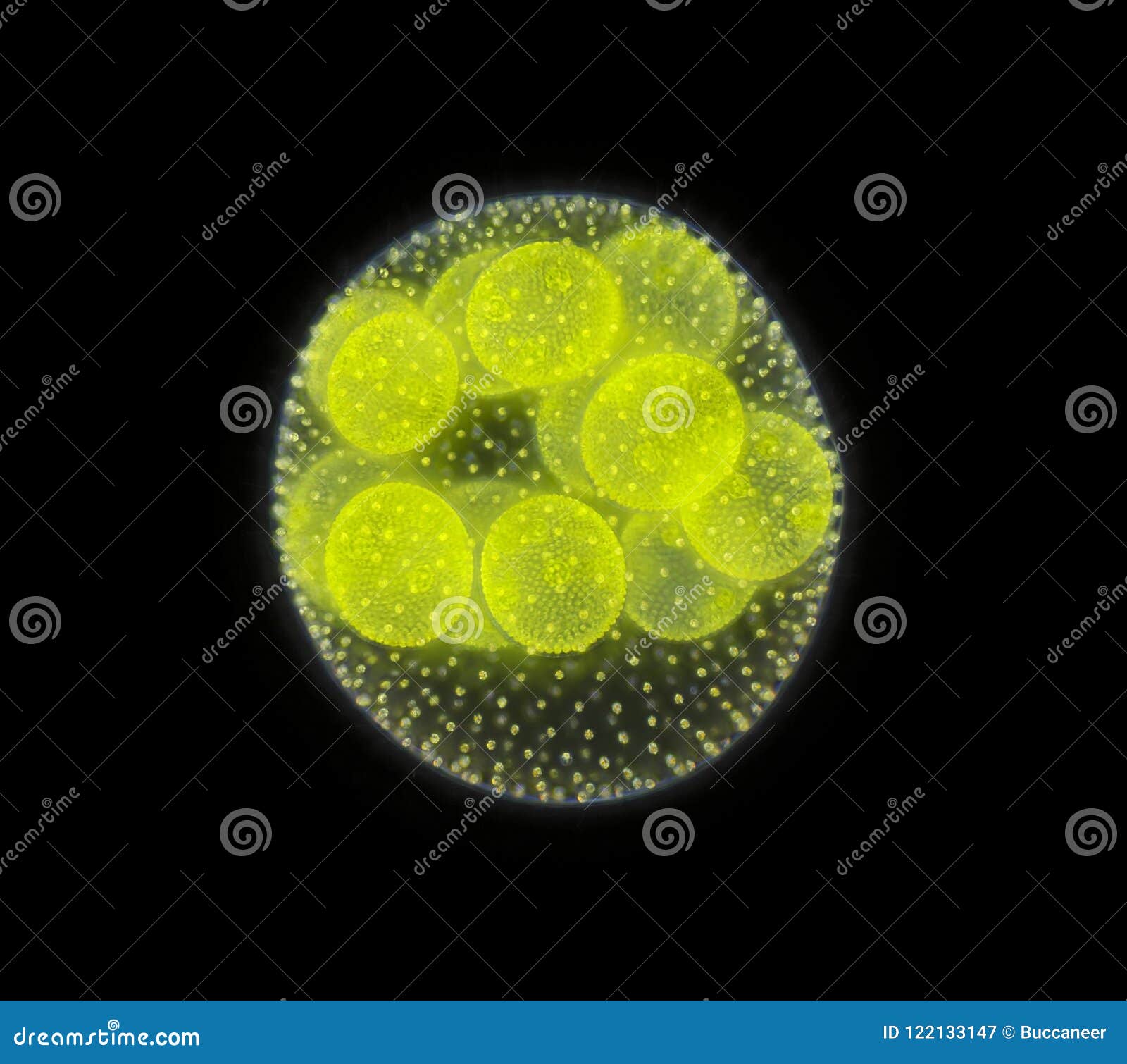 spherical colony of freshwater green algae volvox