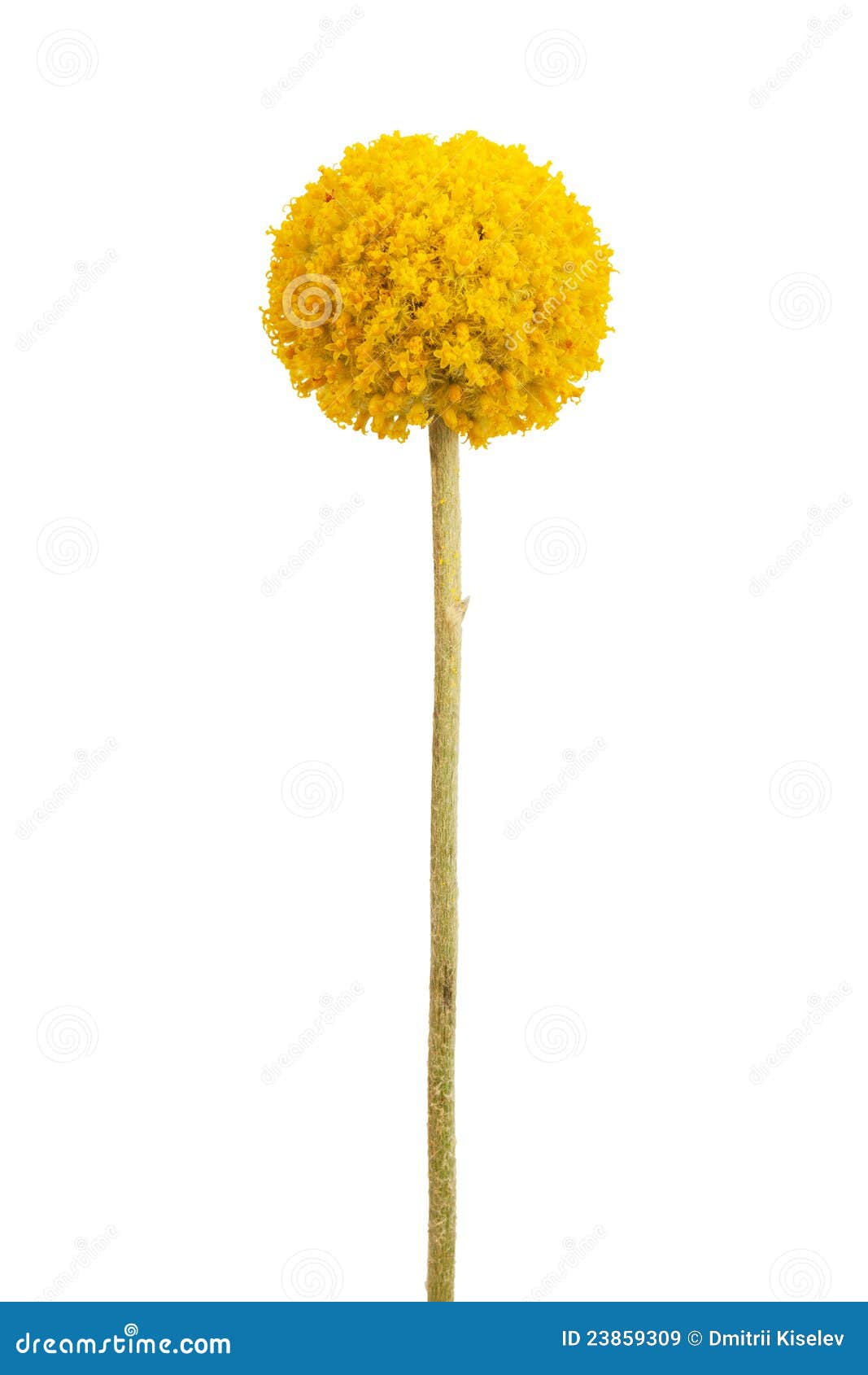 Spherical With A Delicate Yellow Flower Stems Stock Image Image 23859309