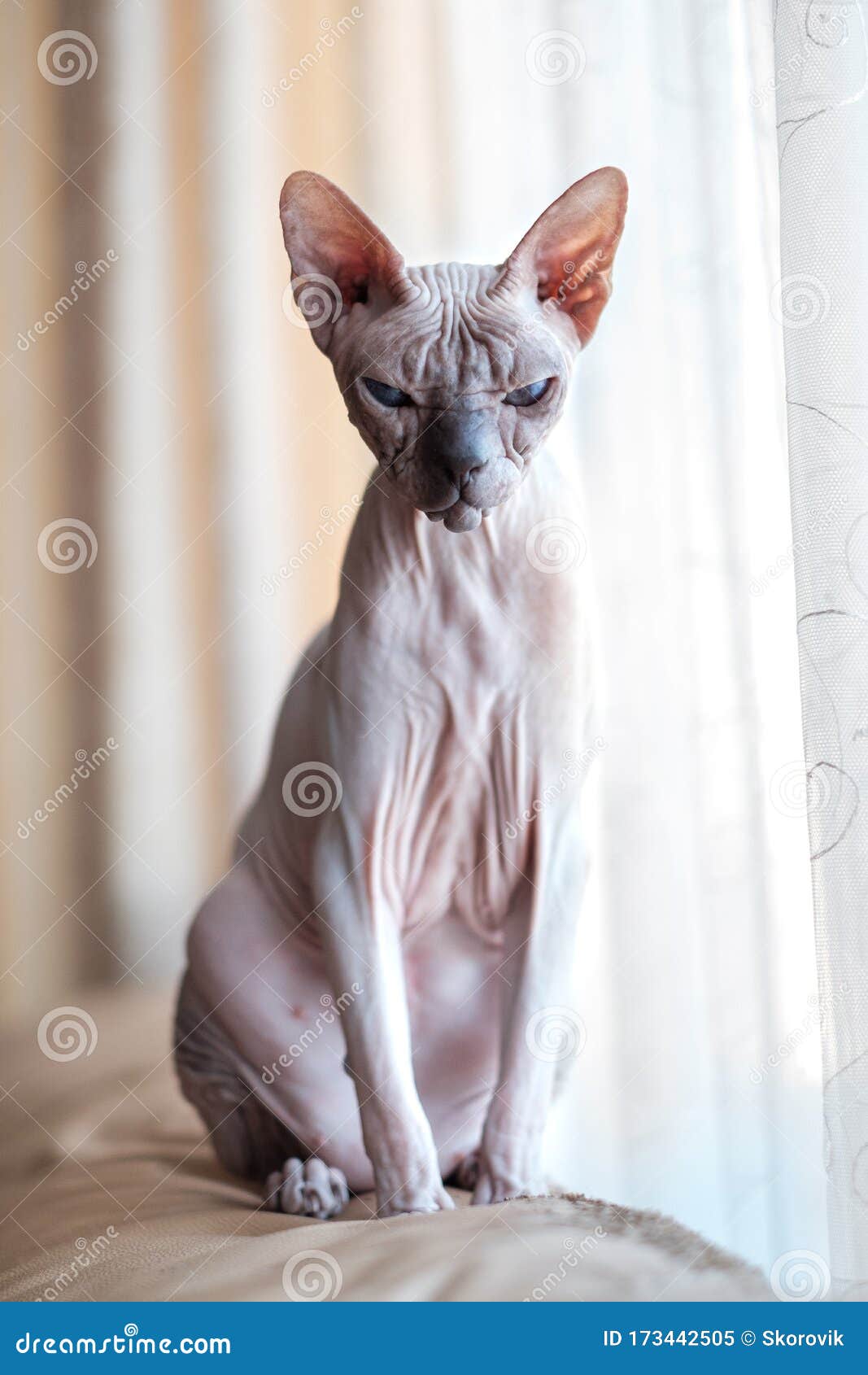 Sphinx Cat without Hair Sits on a Sofa. on a Sunny Day. Summer Day Concept.  Stock Image - Image of sitting, naked: 173442505