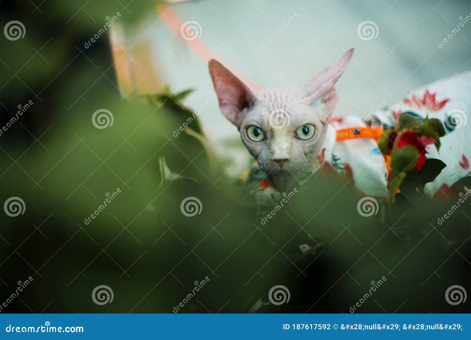 Sphinx Hairless Cat Wear Clothes Stand In Greens Outside Closeup Vertical RoyaltyFree Stock