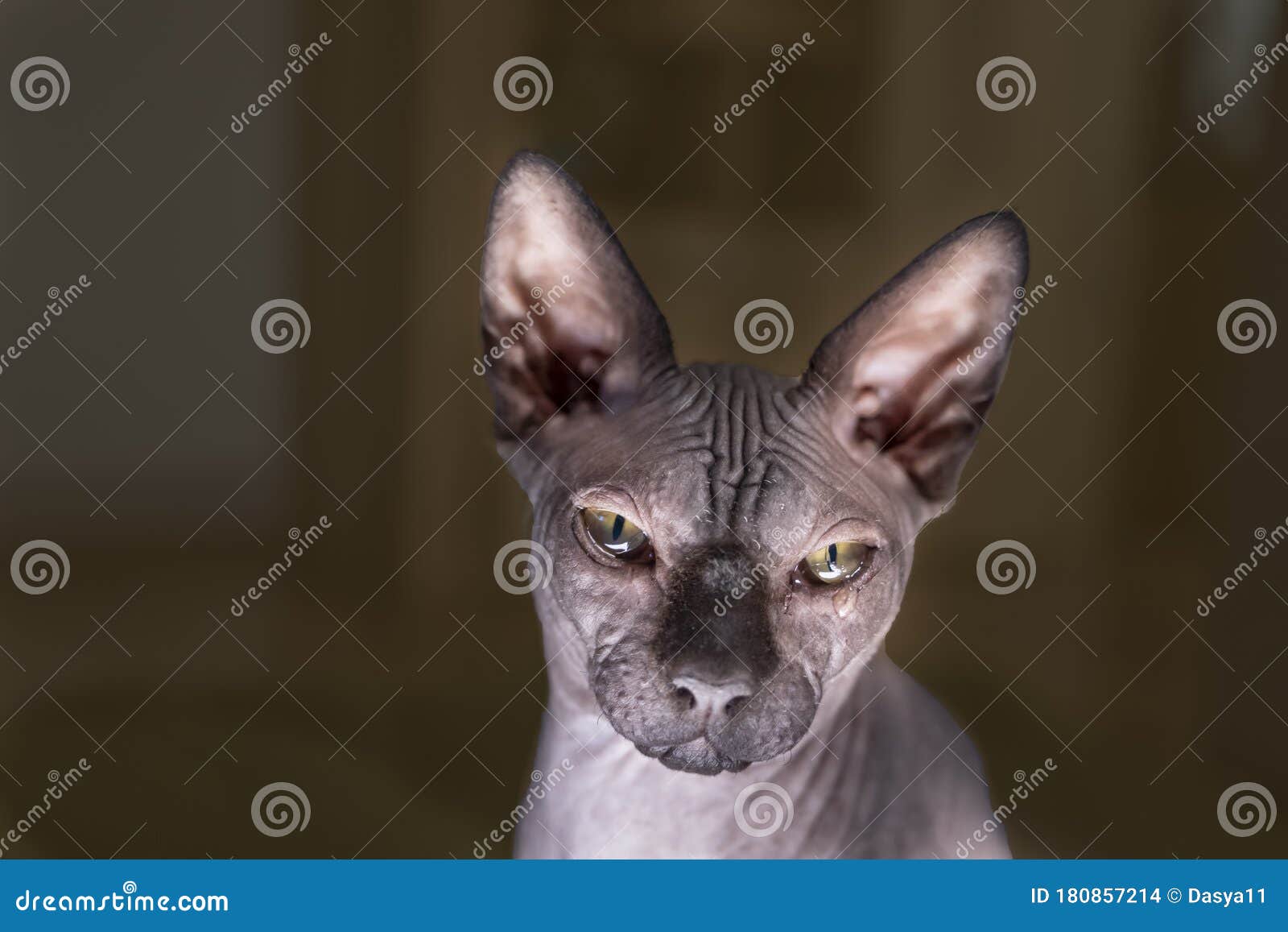 sad hairless cat