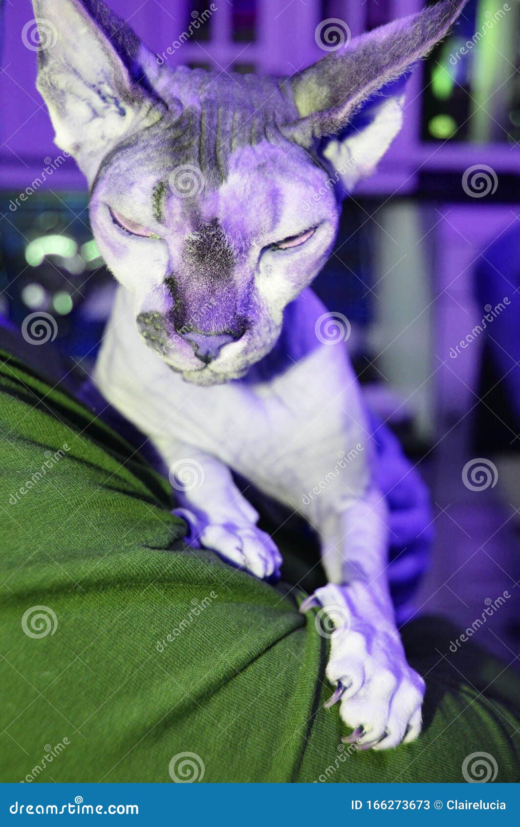 Sphinx Un Chat Sans Poils Nu S Installe Joyeusement Dans Les Bras De Sa Maitresse Attentionnee Concept De Soin Des Animaux Ca Image Stock Image Du Proprietaire Beau