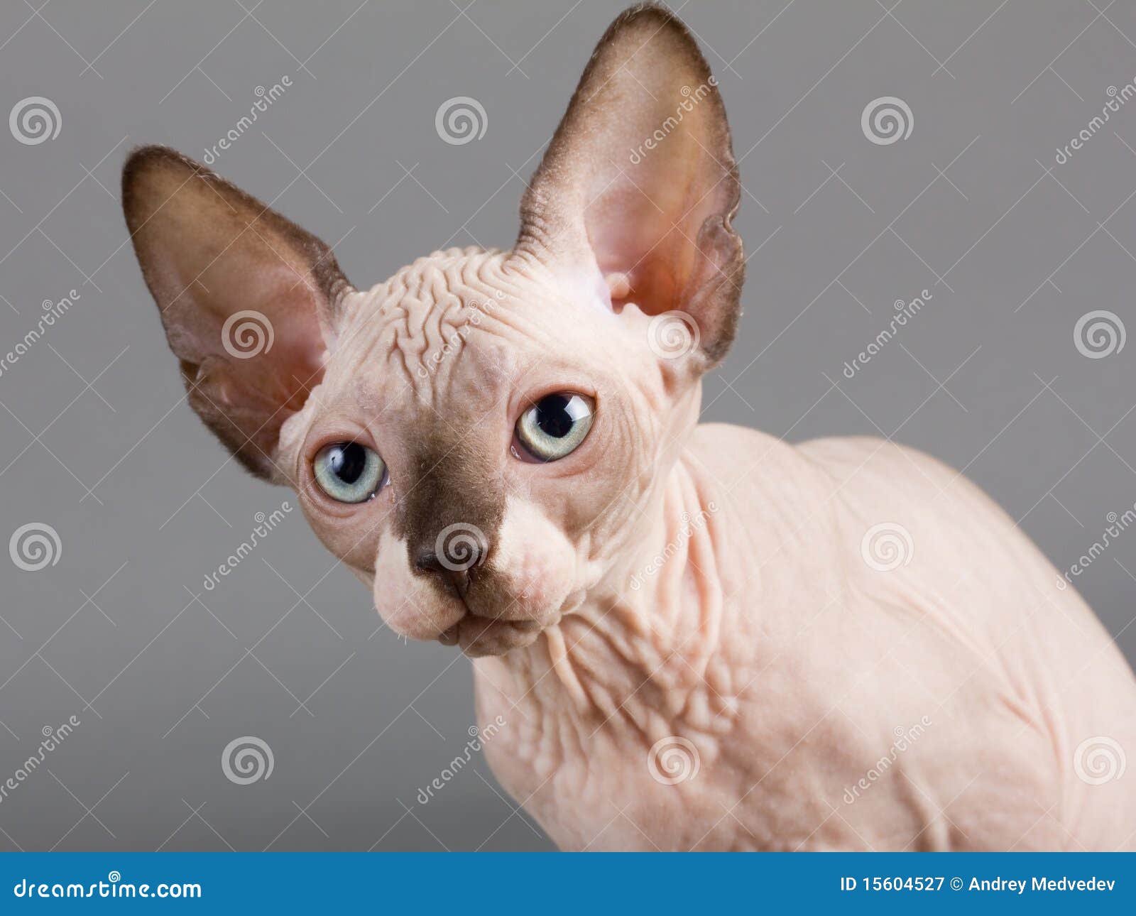 Sphynx stock image. Image of beautiful, canadian, breed 15604527