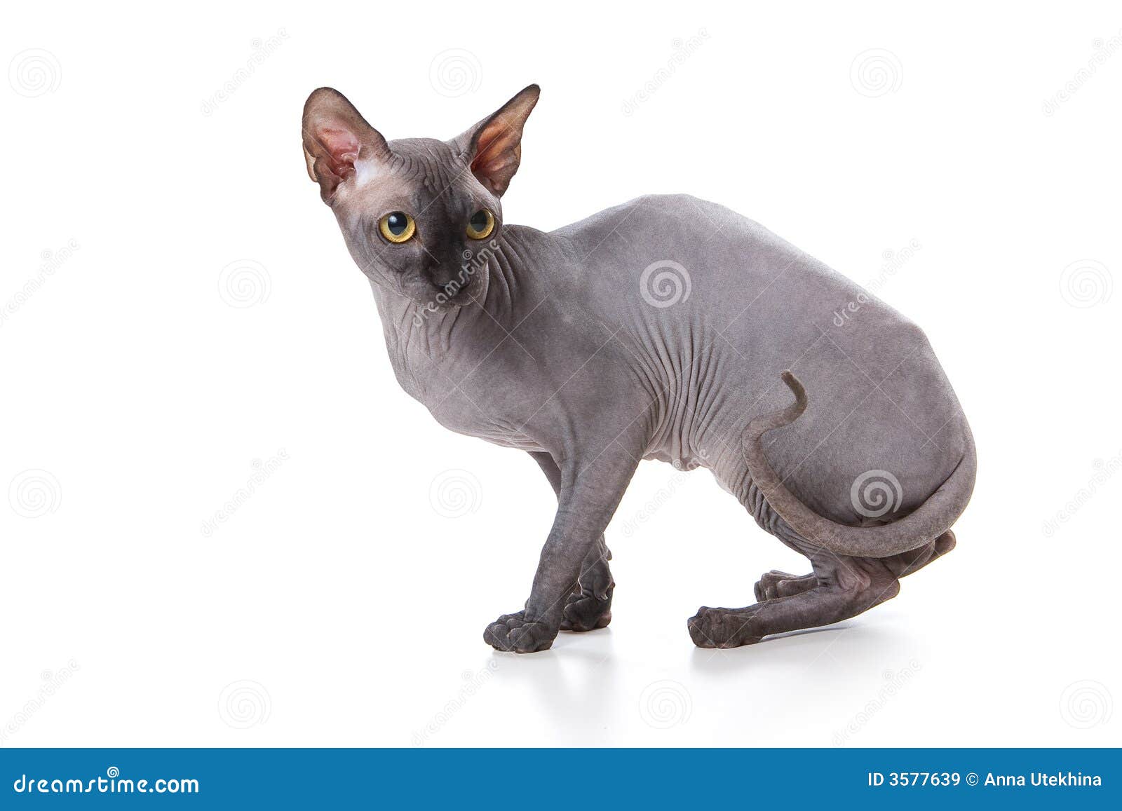 Sphynx cat stock image. Image of small, pets, whiskers 3577639