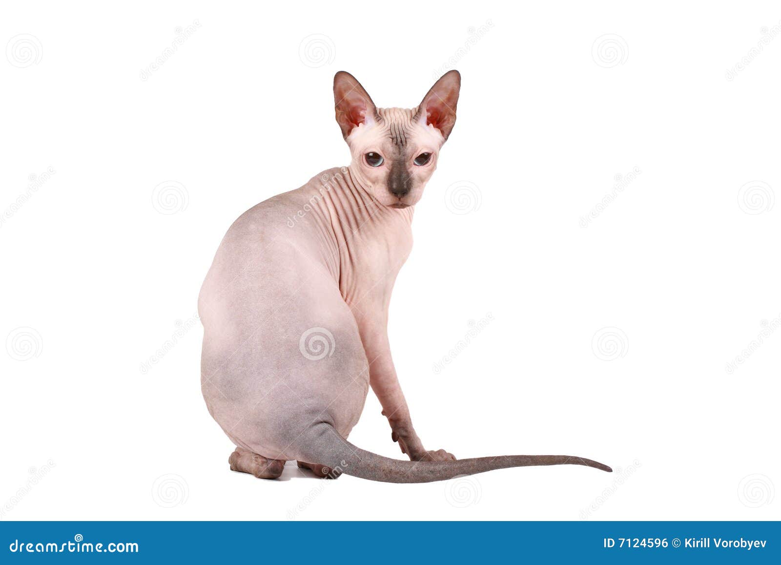 Sphynx cat stock photo. Image of kitty, purebred, eyes 7124596