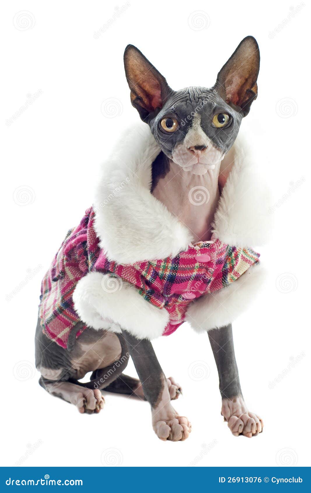 Dressed Sphynx Hairless Cat RoyaltyFree Stock Photography
