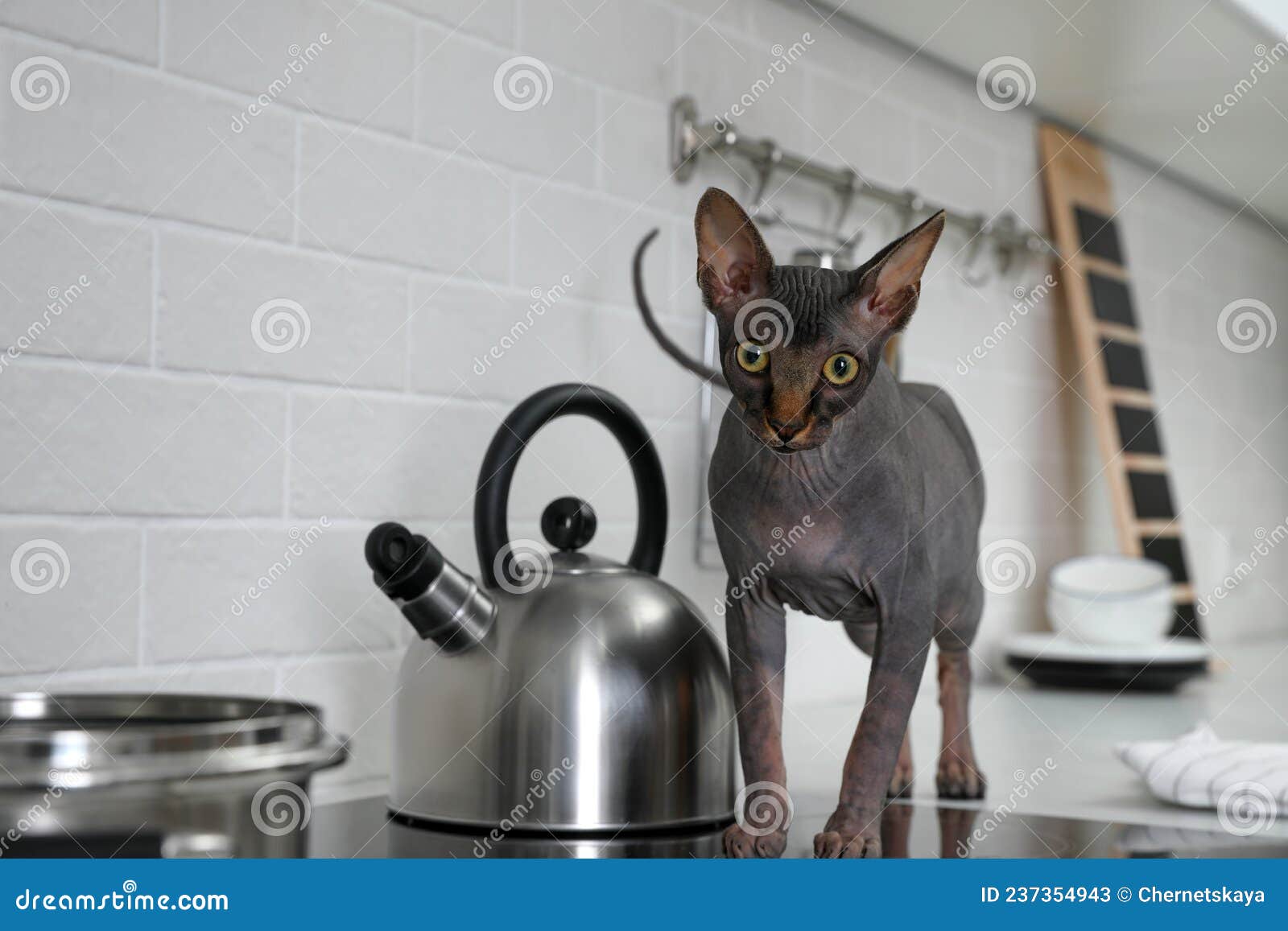 Sphynx Cat on Kitchen Countertop at Home Stock Image Image of feline