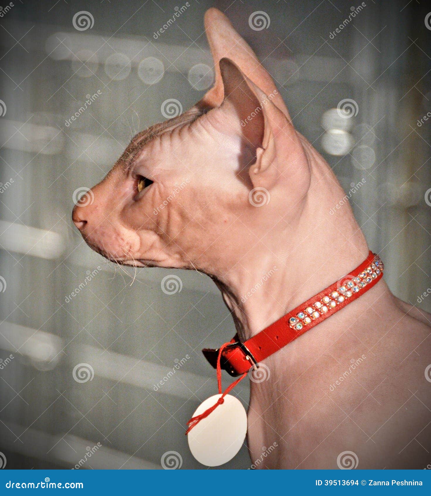 Sphynx cat's sweater Plaid Red Grey Naked Cat Hairless