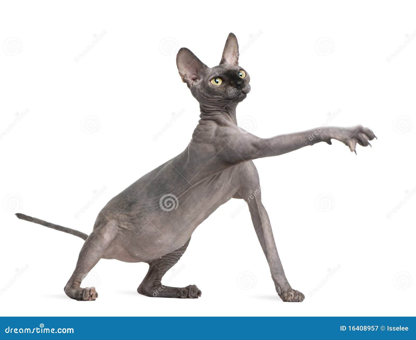 cats reaching out paw